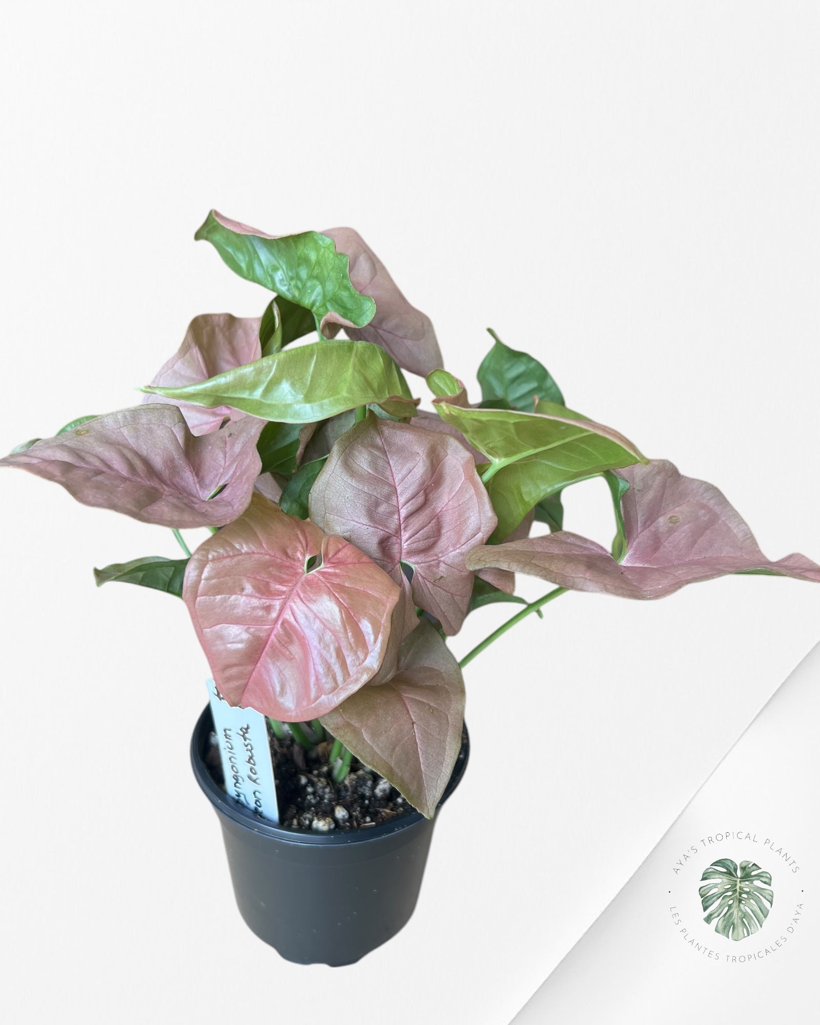 Syngonium 'Neon Robusta E