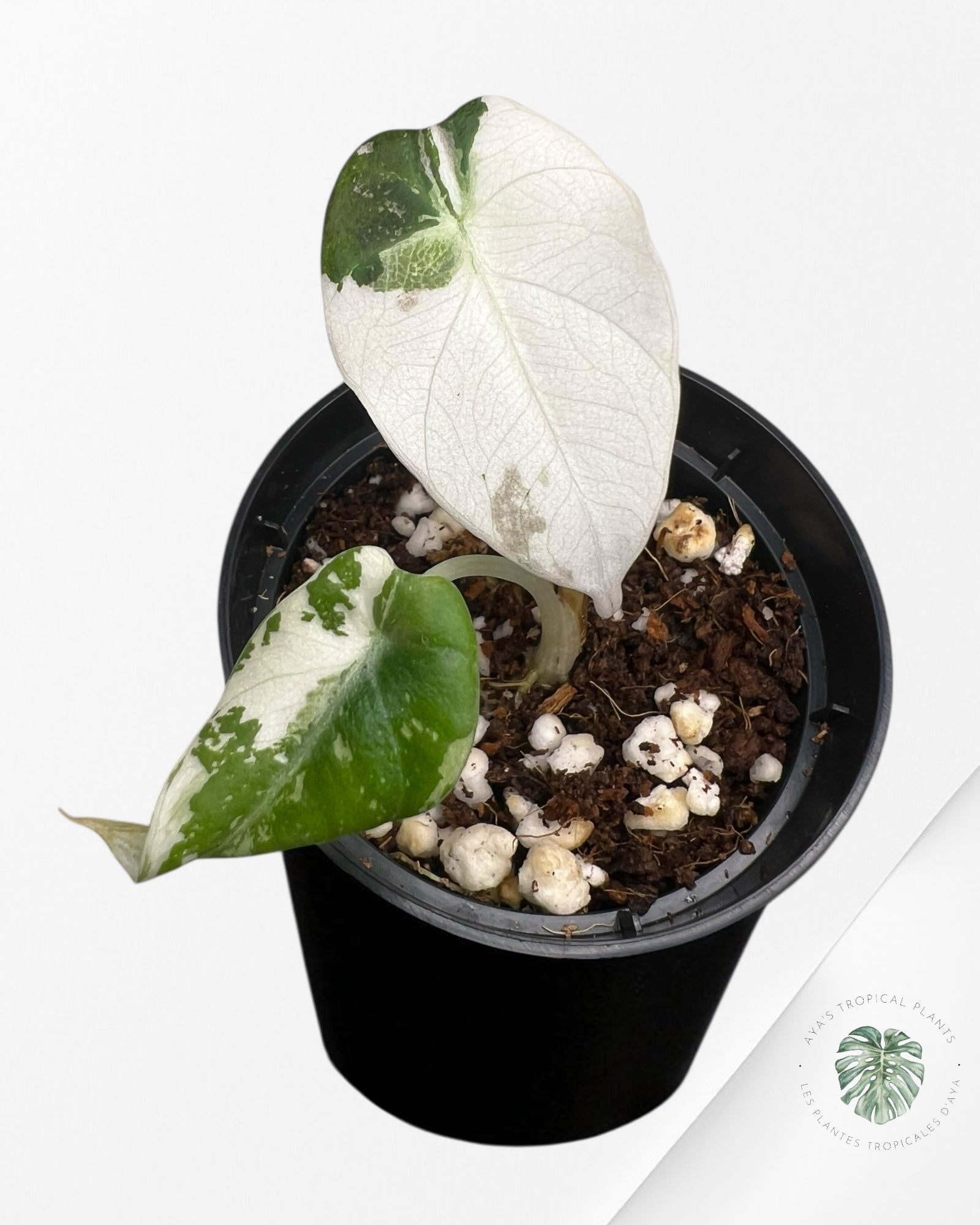 Alocasia Black Velvet Pink Variegated - 3