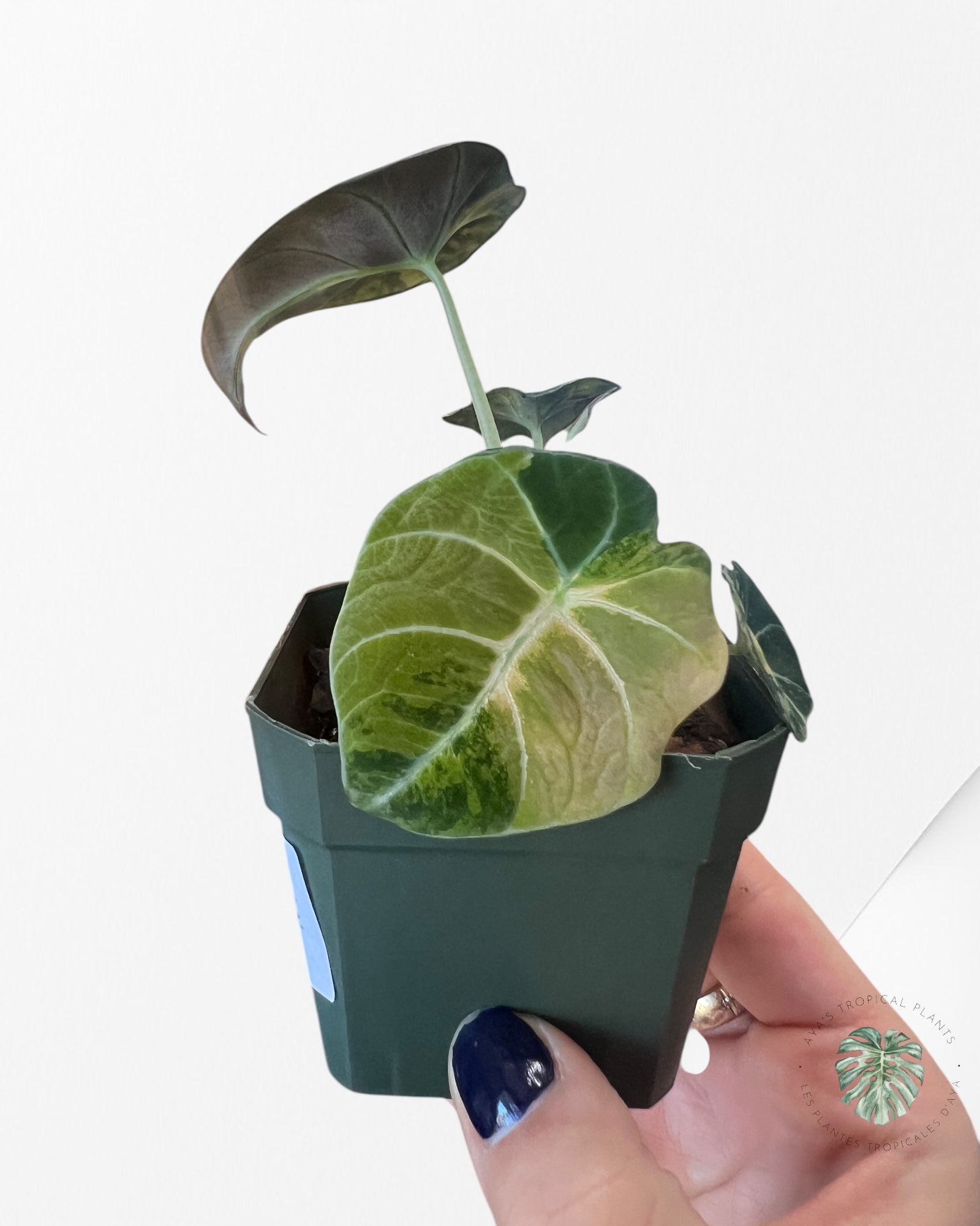 Alocasia Black Velvet Gold-ABVG4