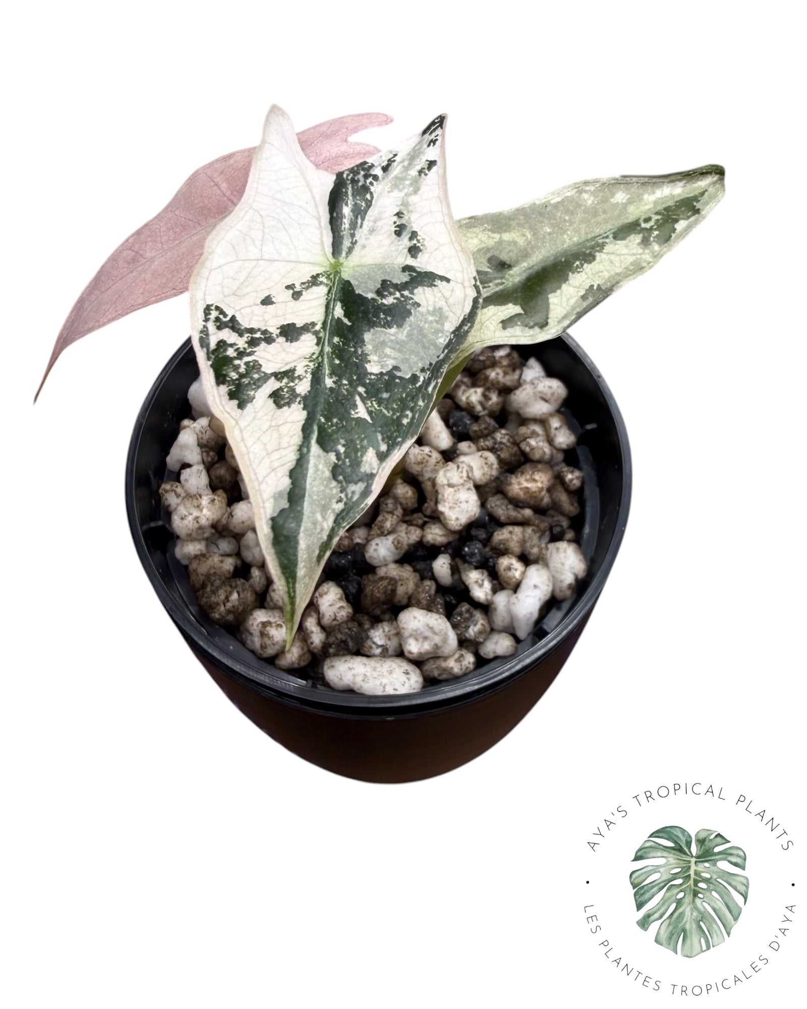 Alocasia Nobilis Pink Variegated
