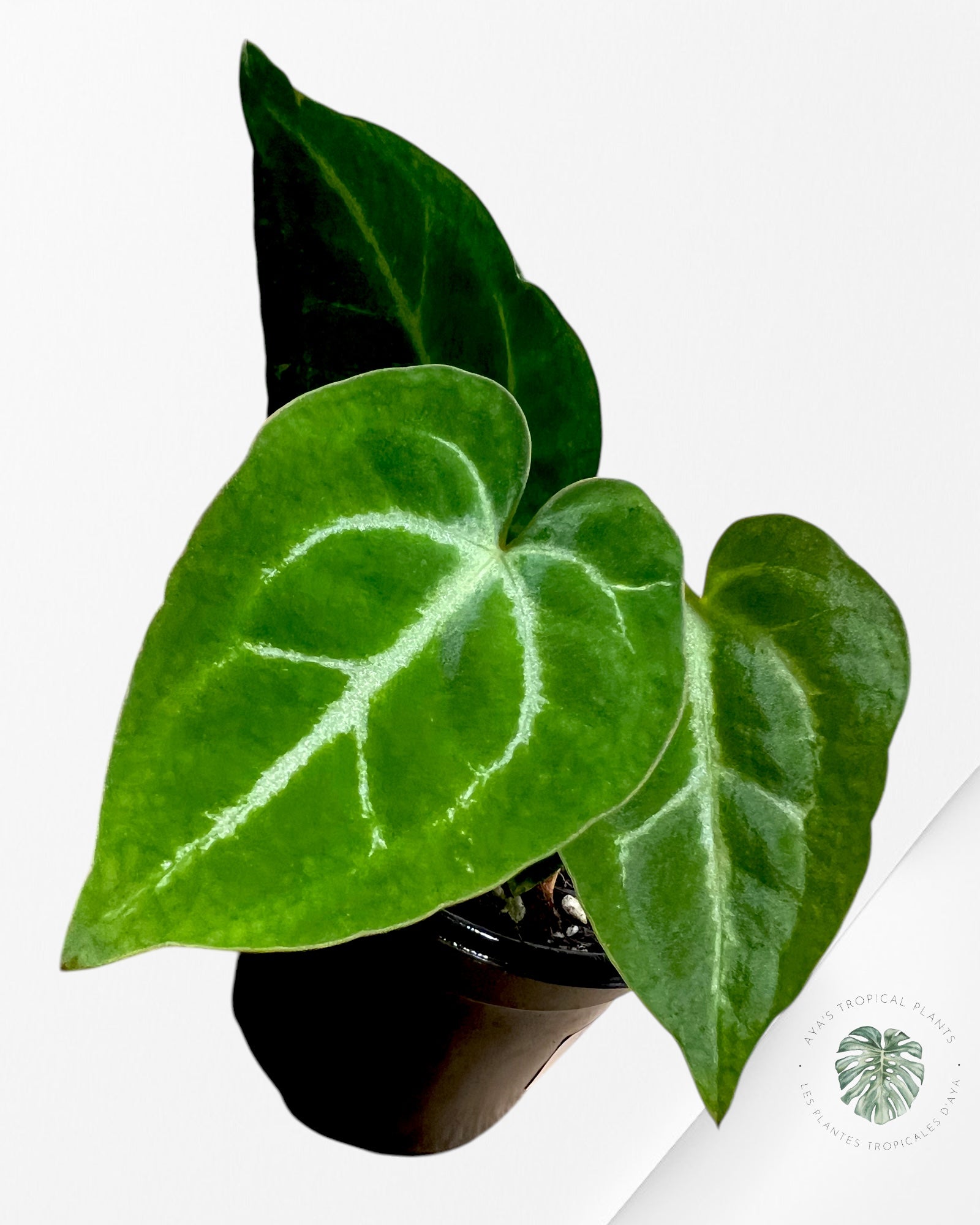 Anthurium Papi *Moira x Velvet* - 1901