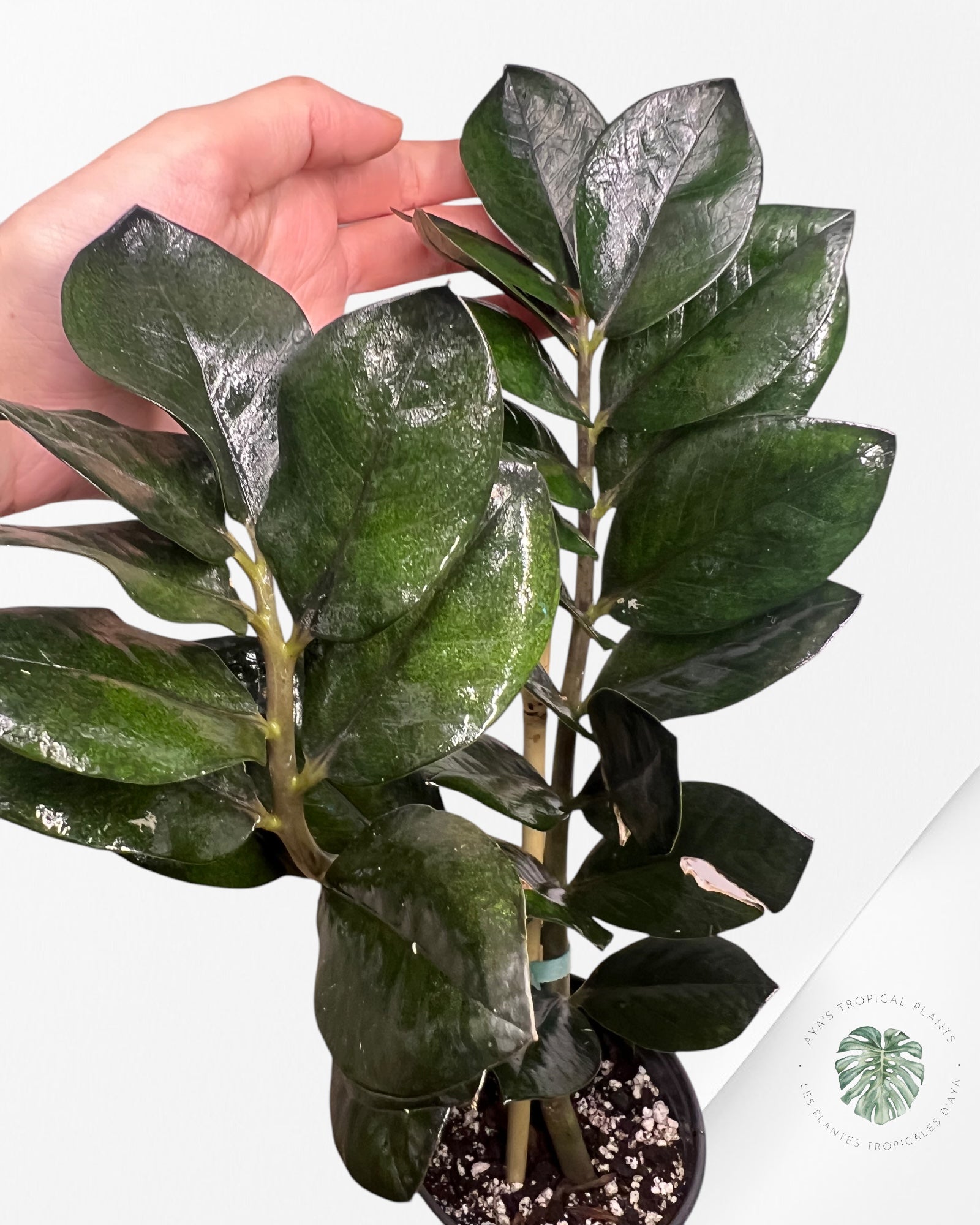 ZZ Nova Star Zamioculcas Zamiifolia -1