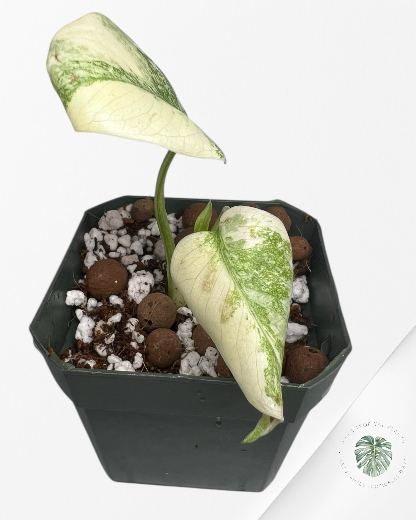 Monstera Thai Constellation Creme Brûlée (Grade A) - LU4