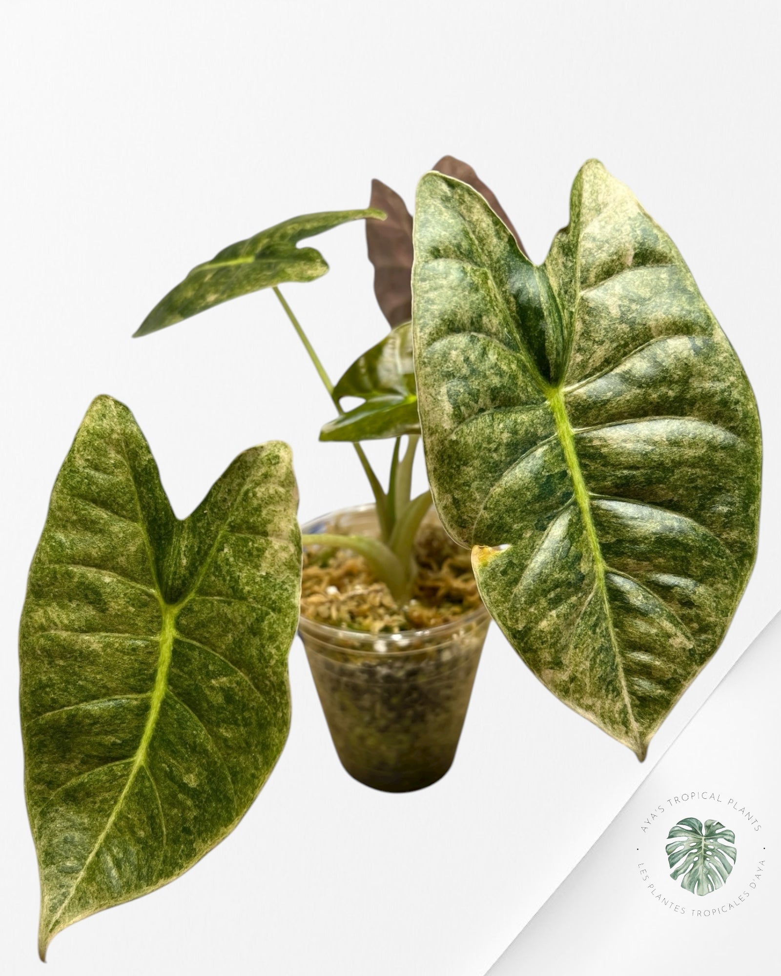 Alocasia Golden Bone Pink Splash
