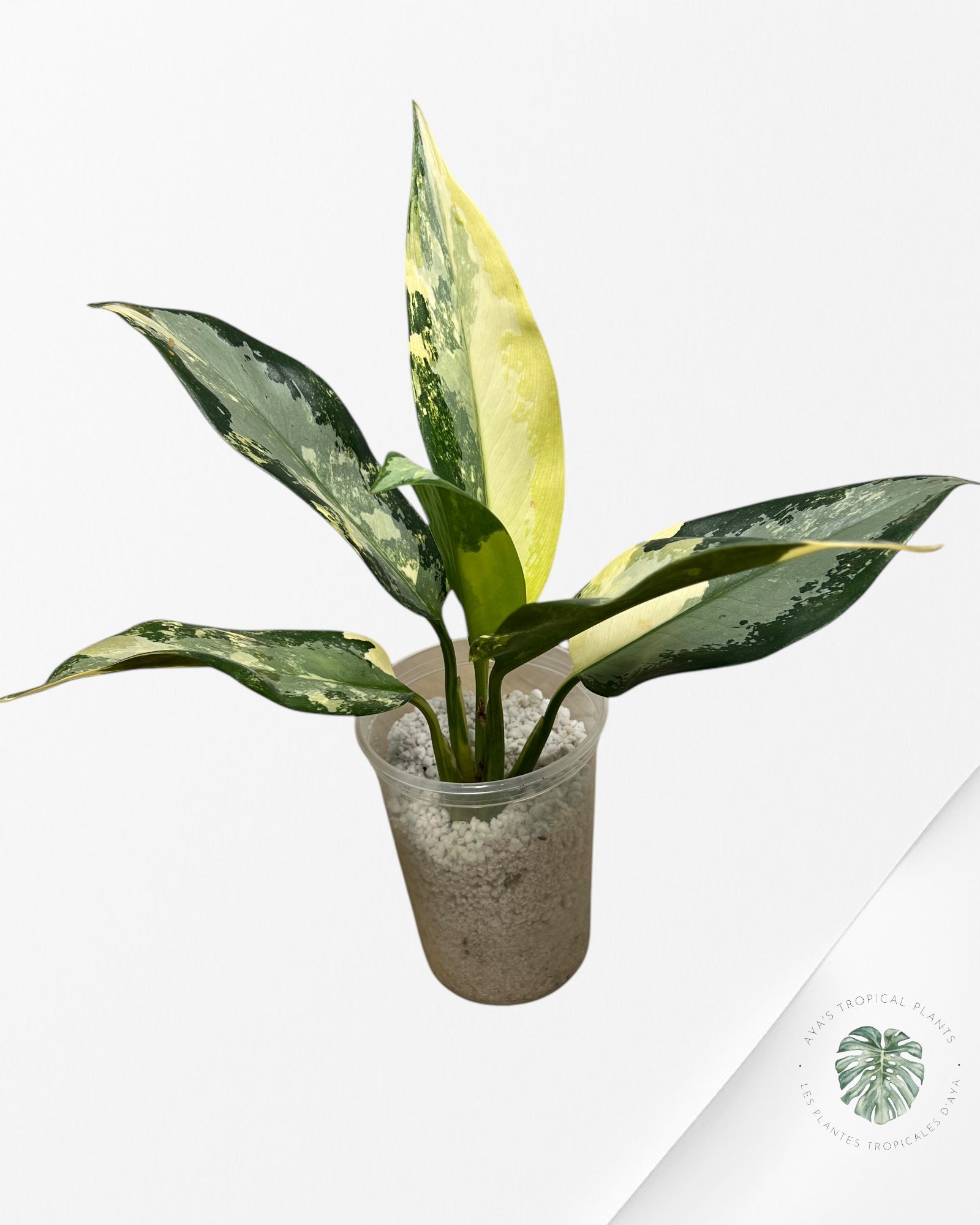 Aglaonema Suwarnabhumi-1