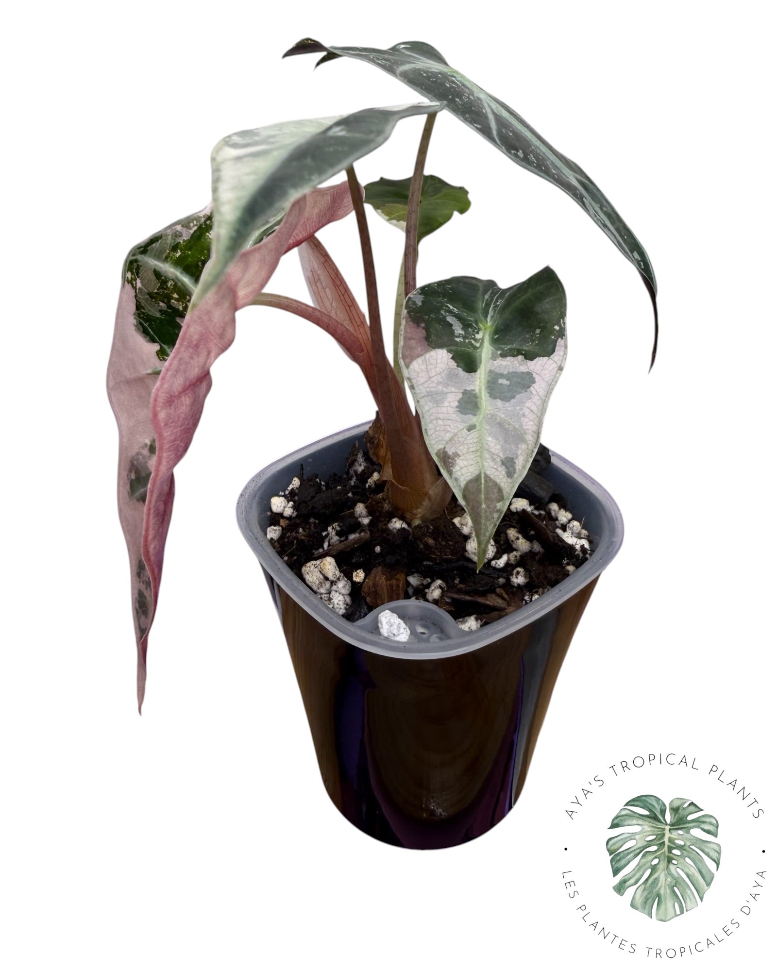 Alocasia Polly Pink Snowflake