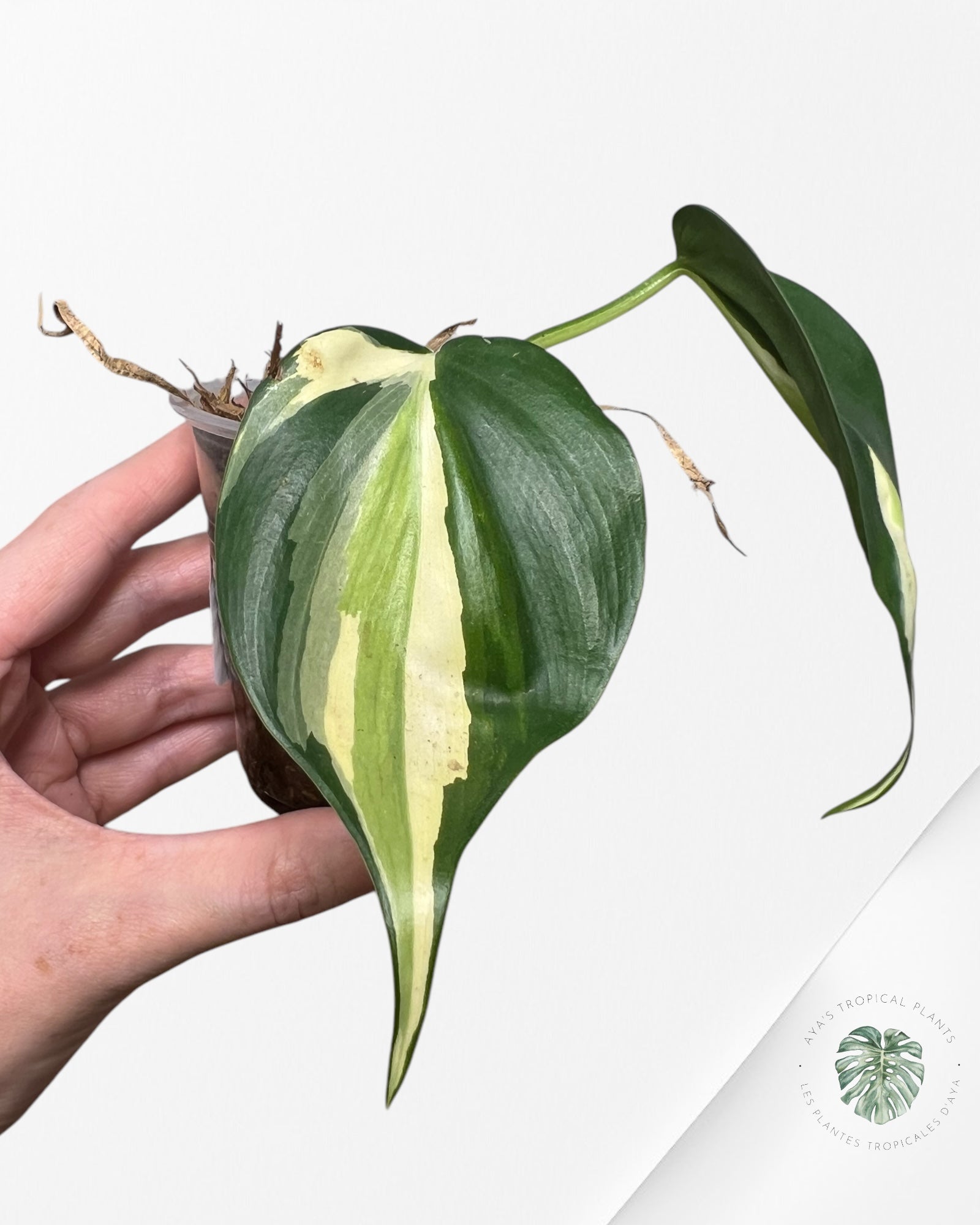 Crème éclaboussée au philodendron -PCS2