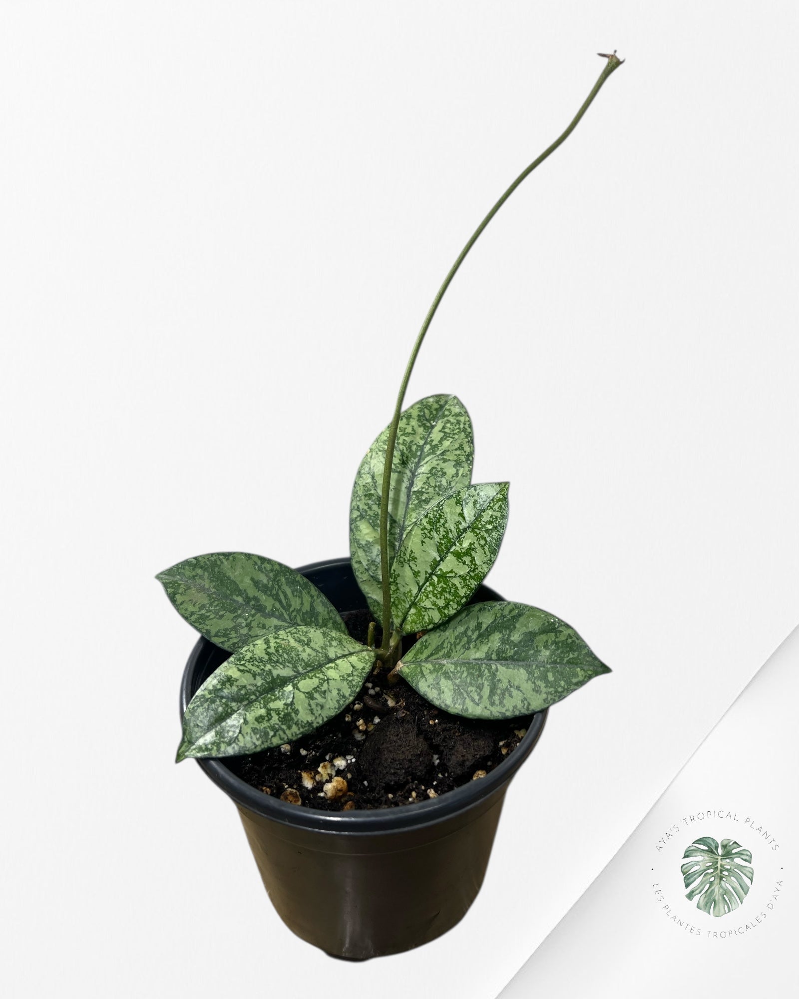 Hoya crassipetiolata (Super splash) - 100