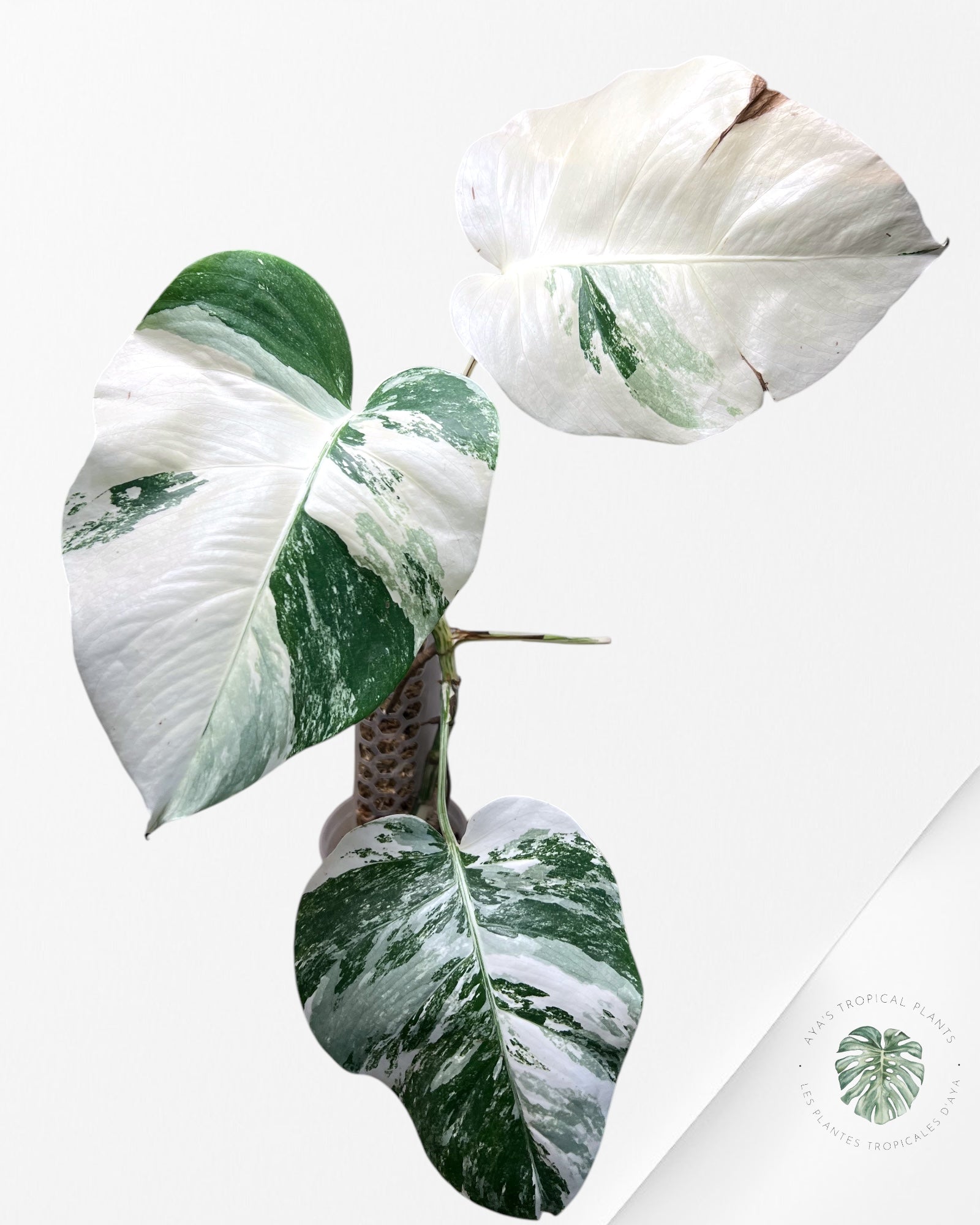 Monstera Borsigiana Albo-JAM5