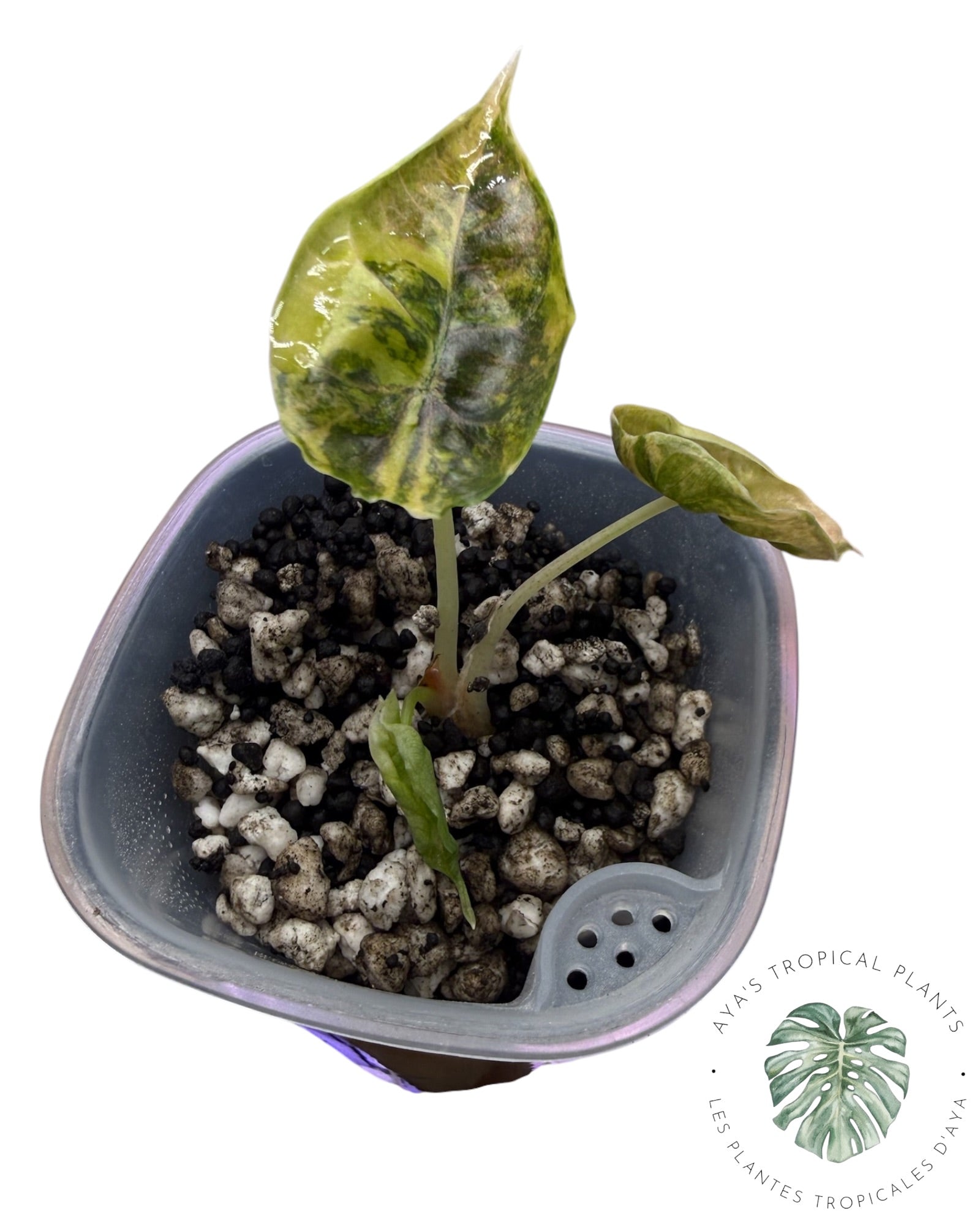 Alocasia Azlanii Gold / Aurea