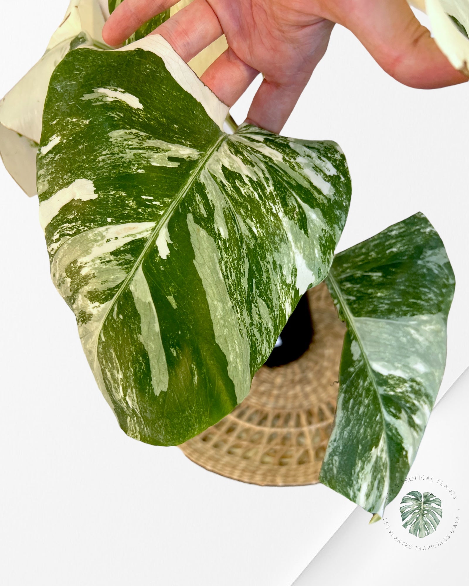 Monstera Borsigiana Albo-JA8