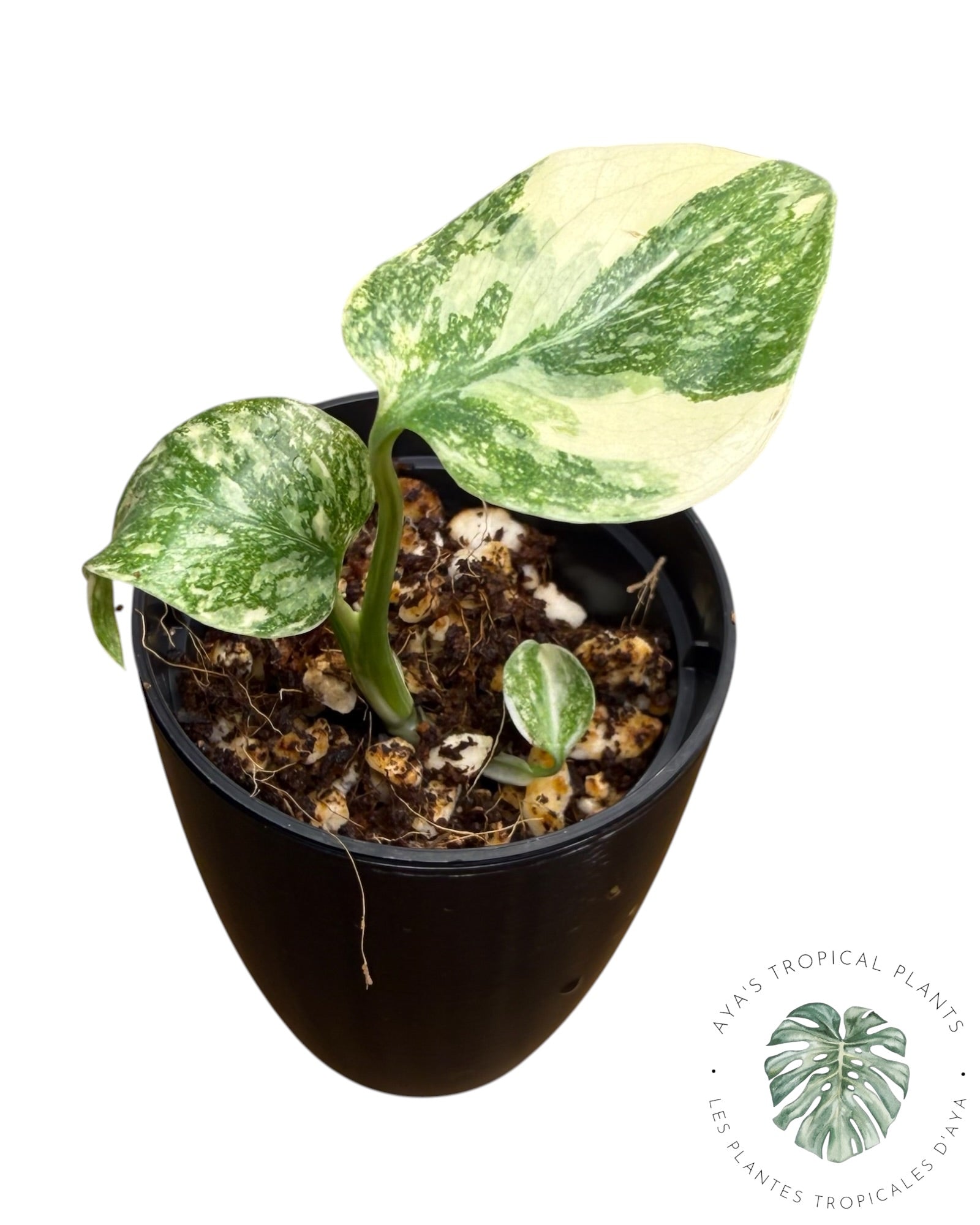 Monstera Thai Platinum