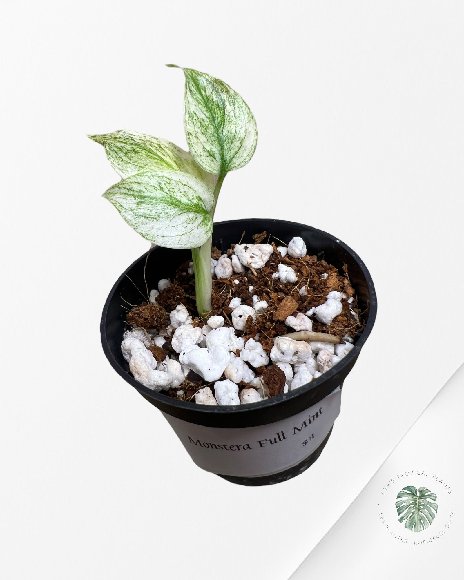 Monstera Full Mint - MFM4