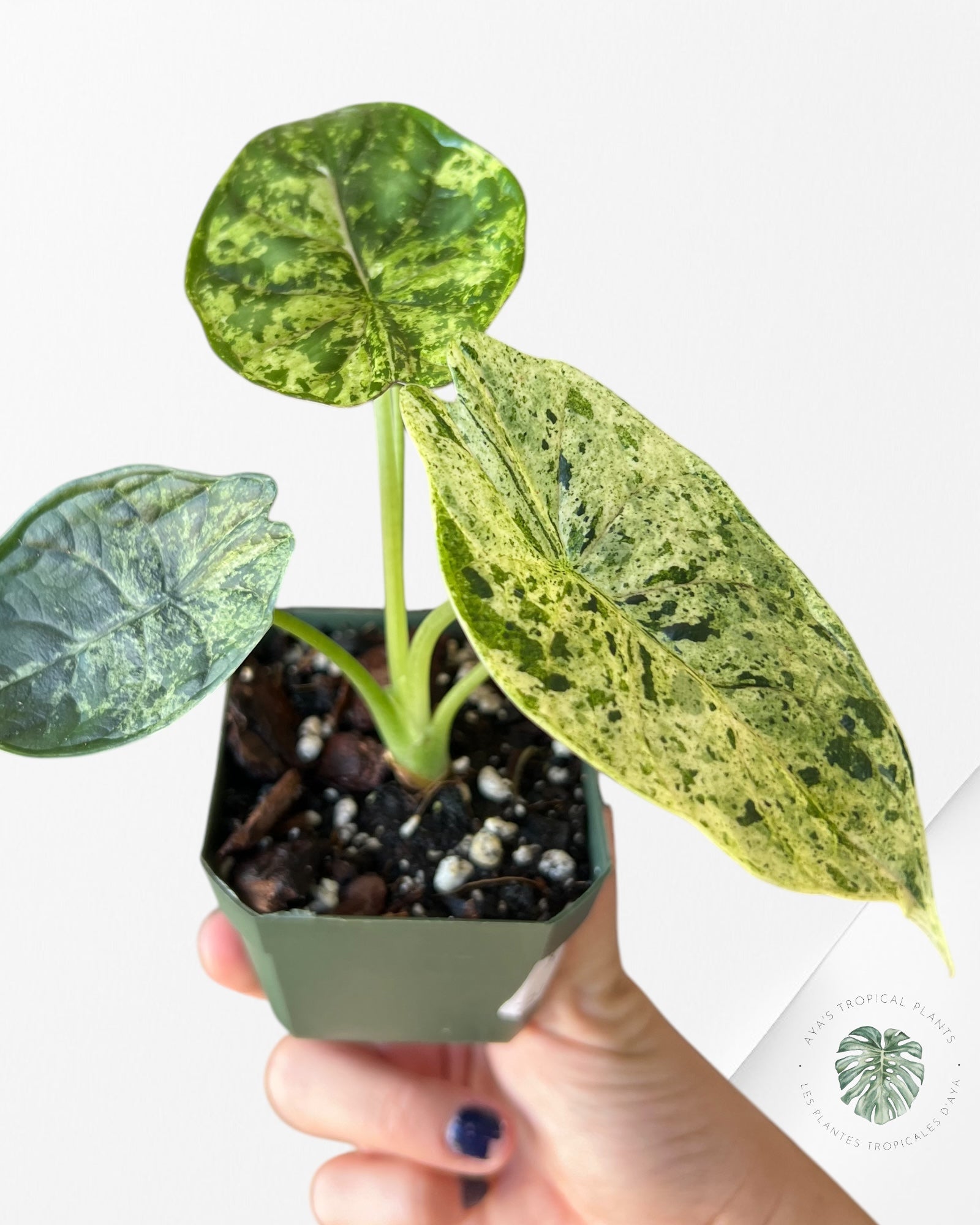 Alocasia baginda 'Dragon Scale' variegated Mint-30