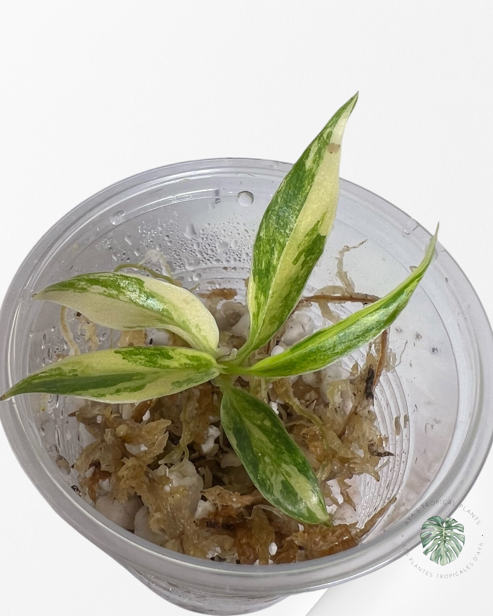 Philodendron Tortum Variegated - TC1