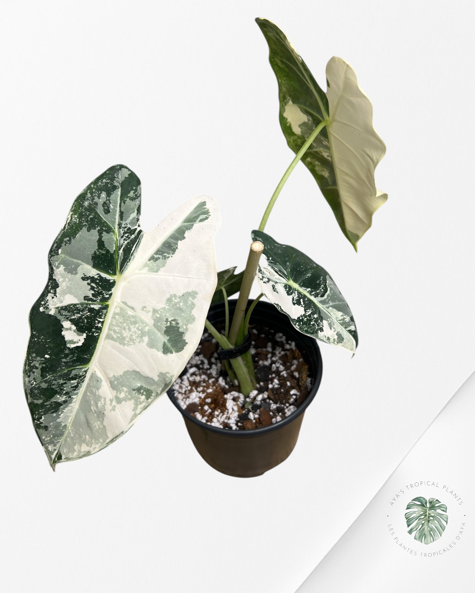 Alocasia Frydek Variegated - 97