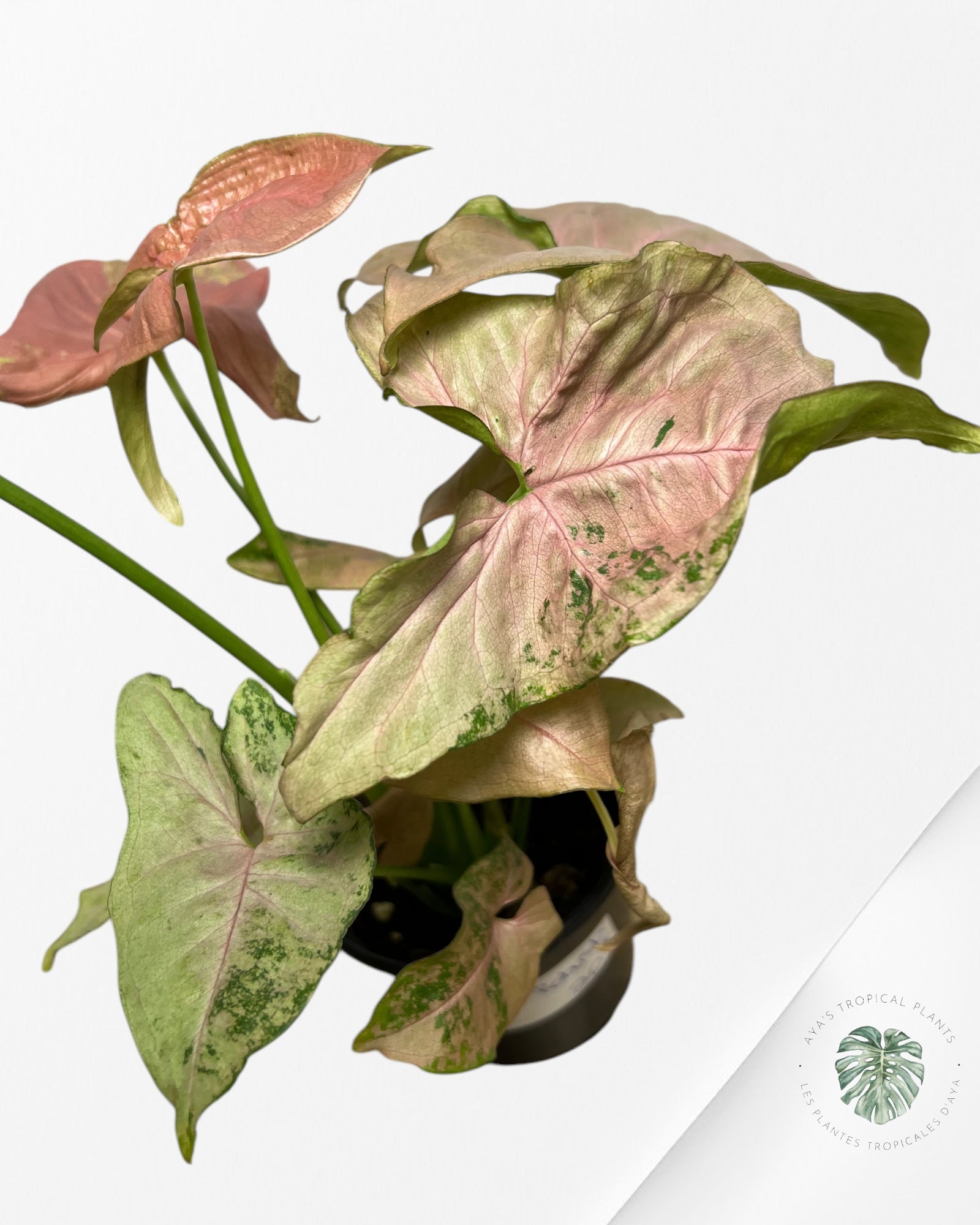 Syngonium Néon Robusta - A1