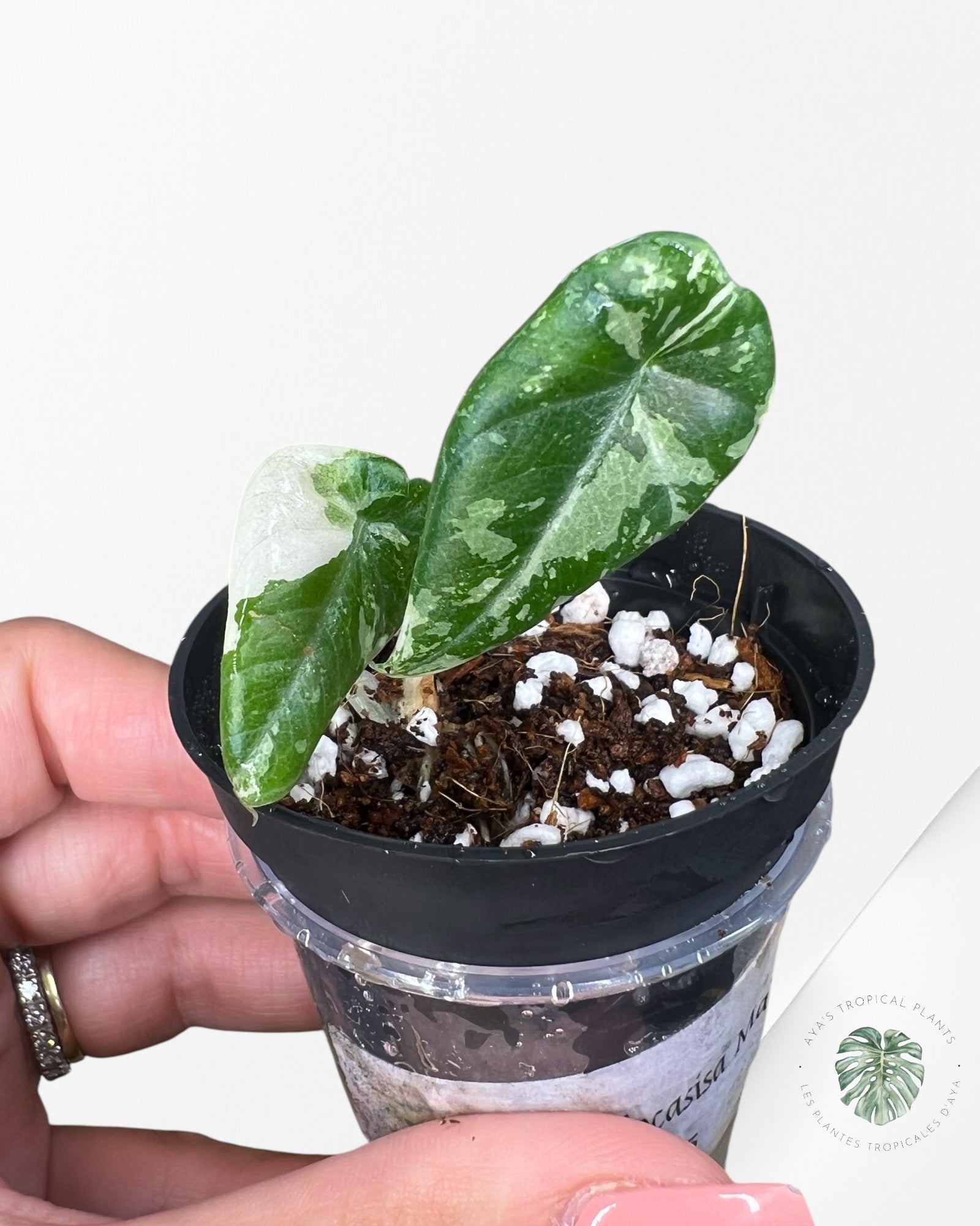 Alocasia Maharani Variegated - TC5