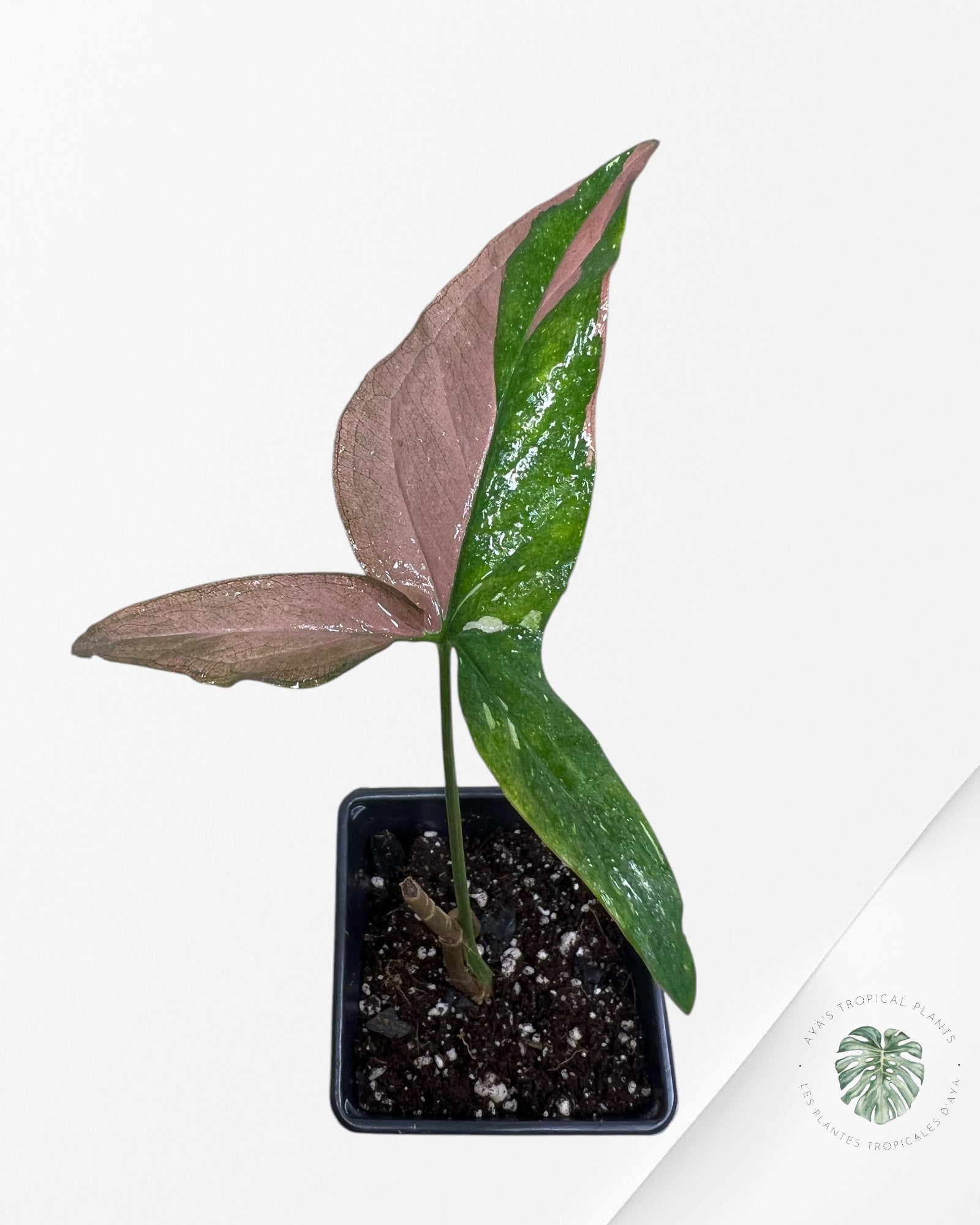 Syngonium Redspot Tricolor - SRT01