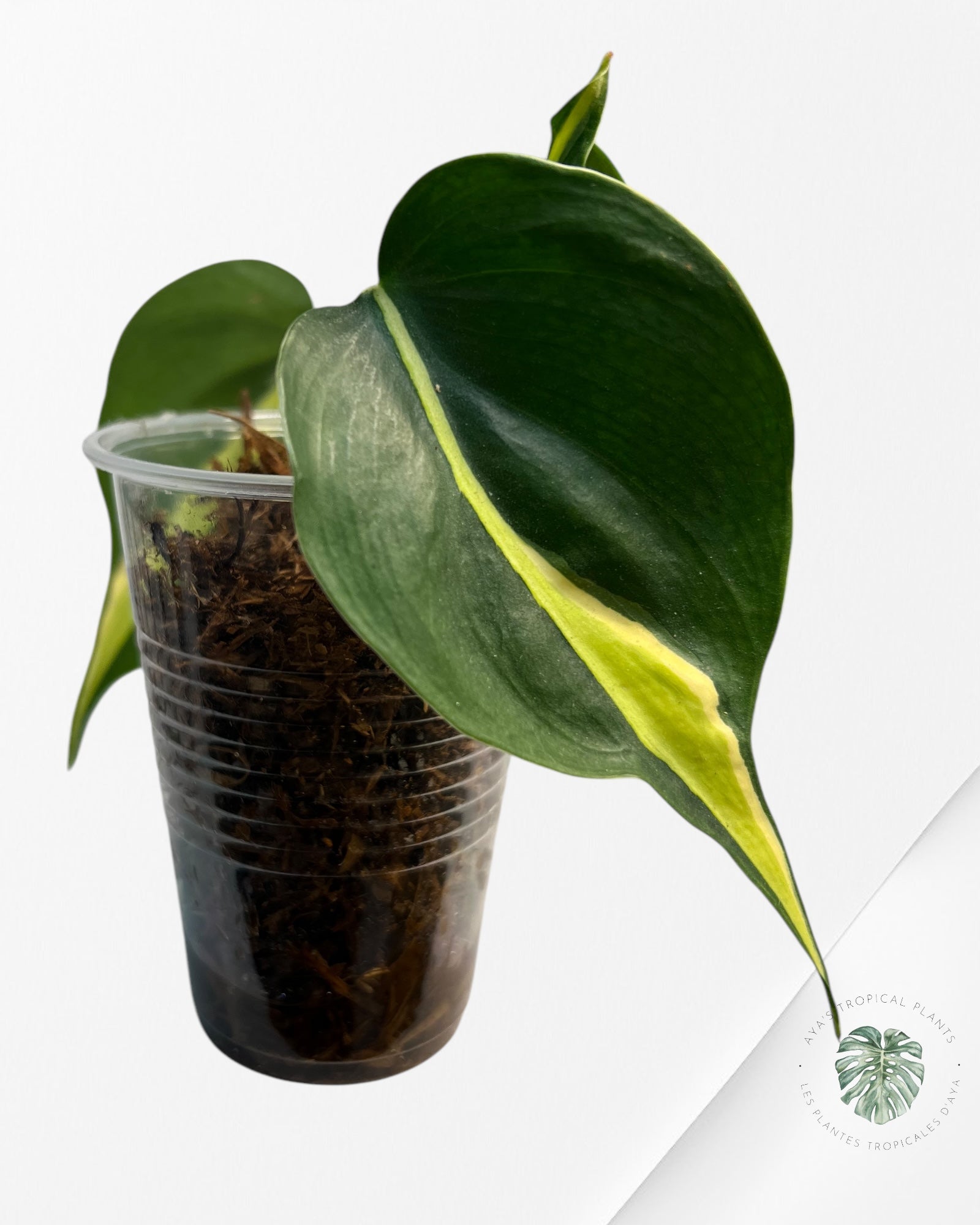 Crème éclaboussée Philodendron - B