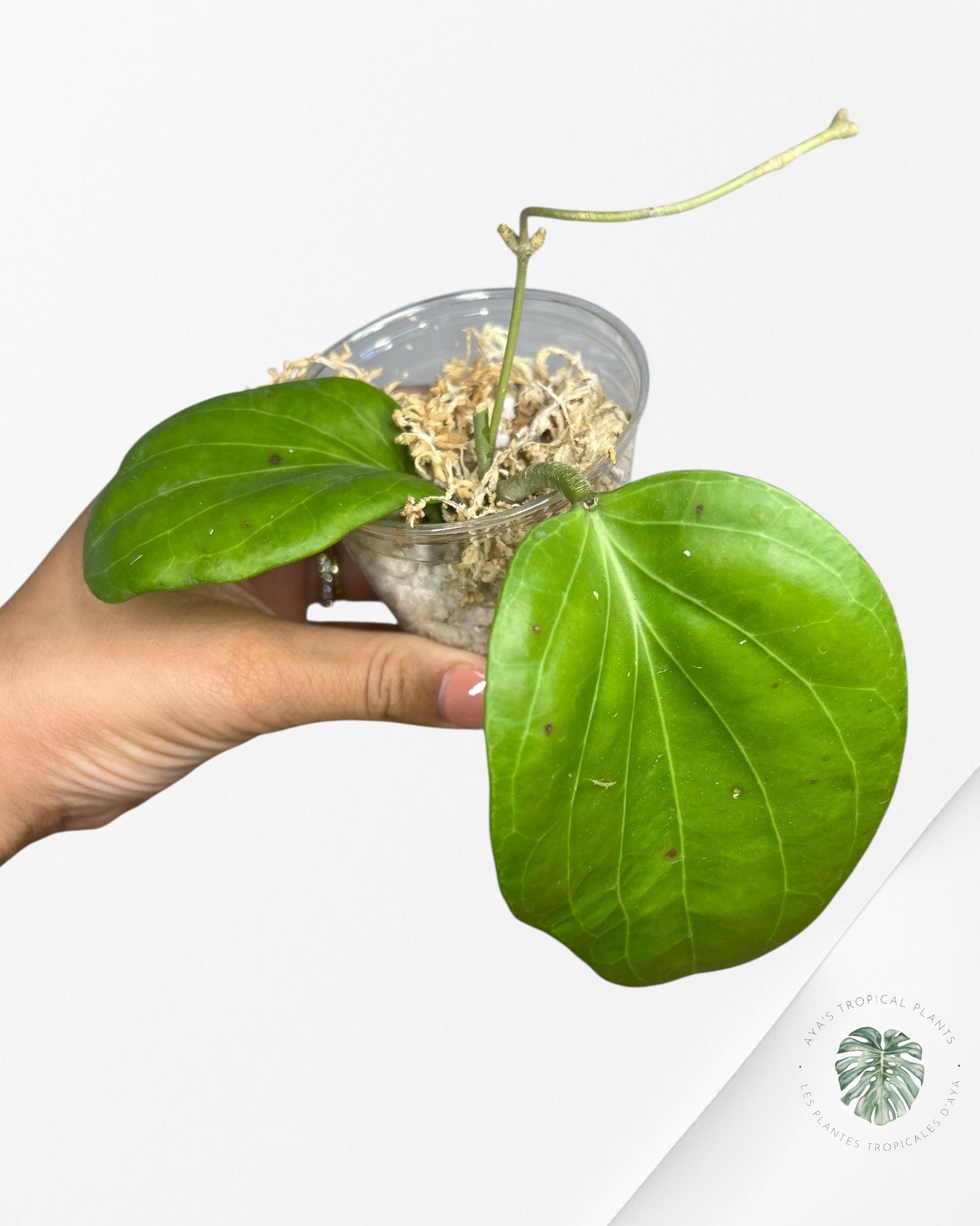 Hoya Cominsii - F1