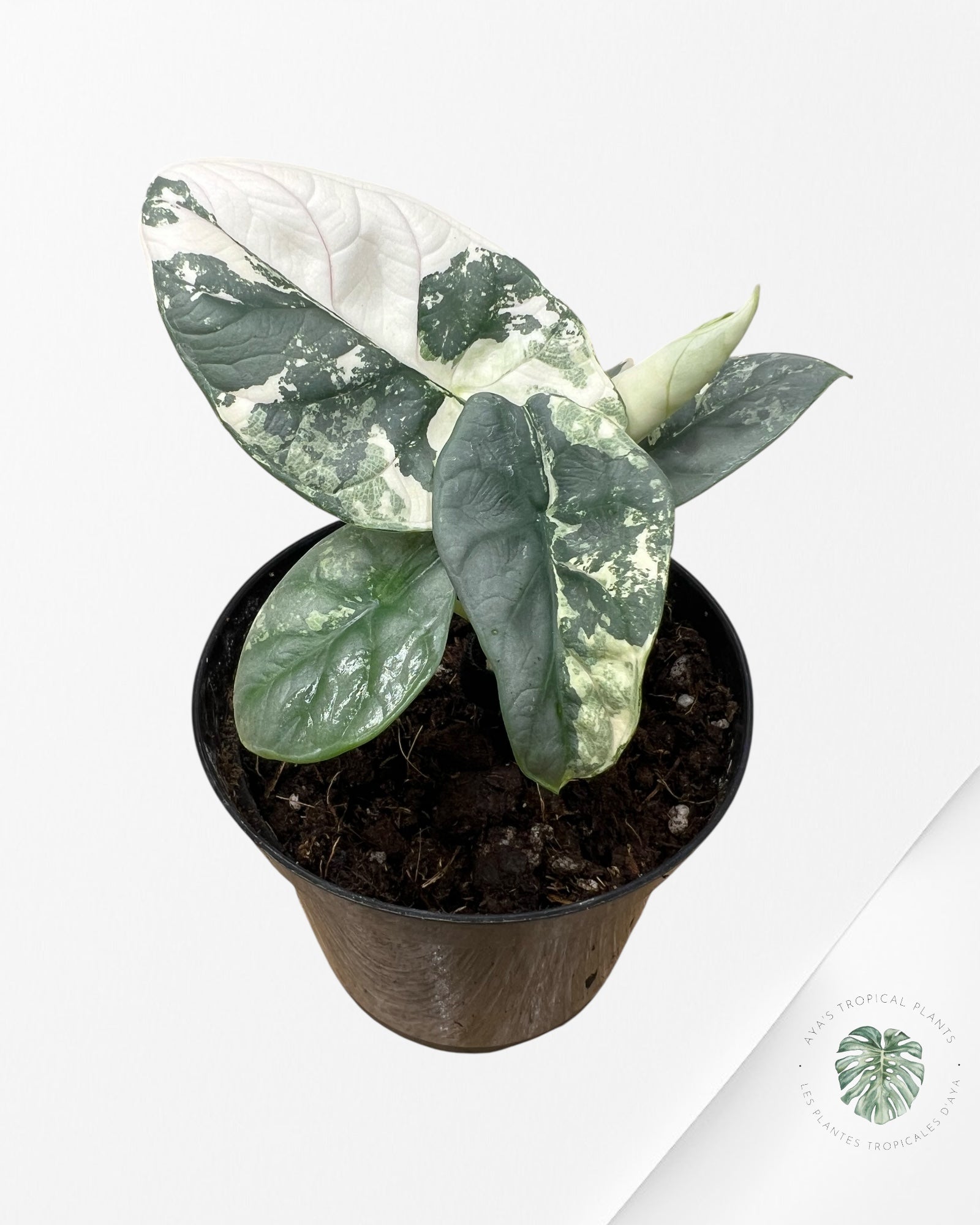 Alocasia baginda 'Silver Dragon' variegated - F2