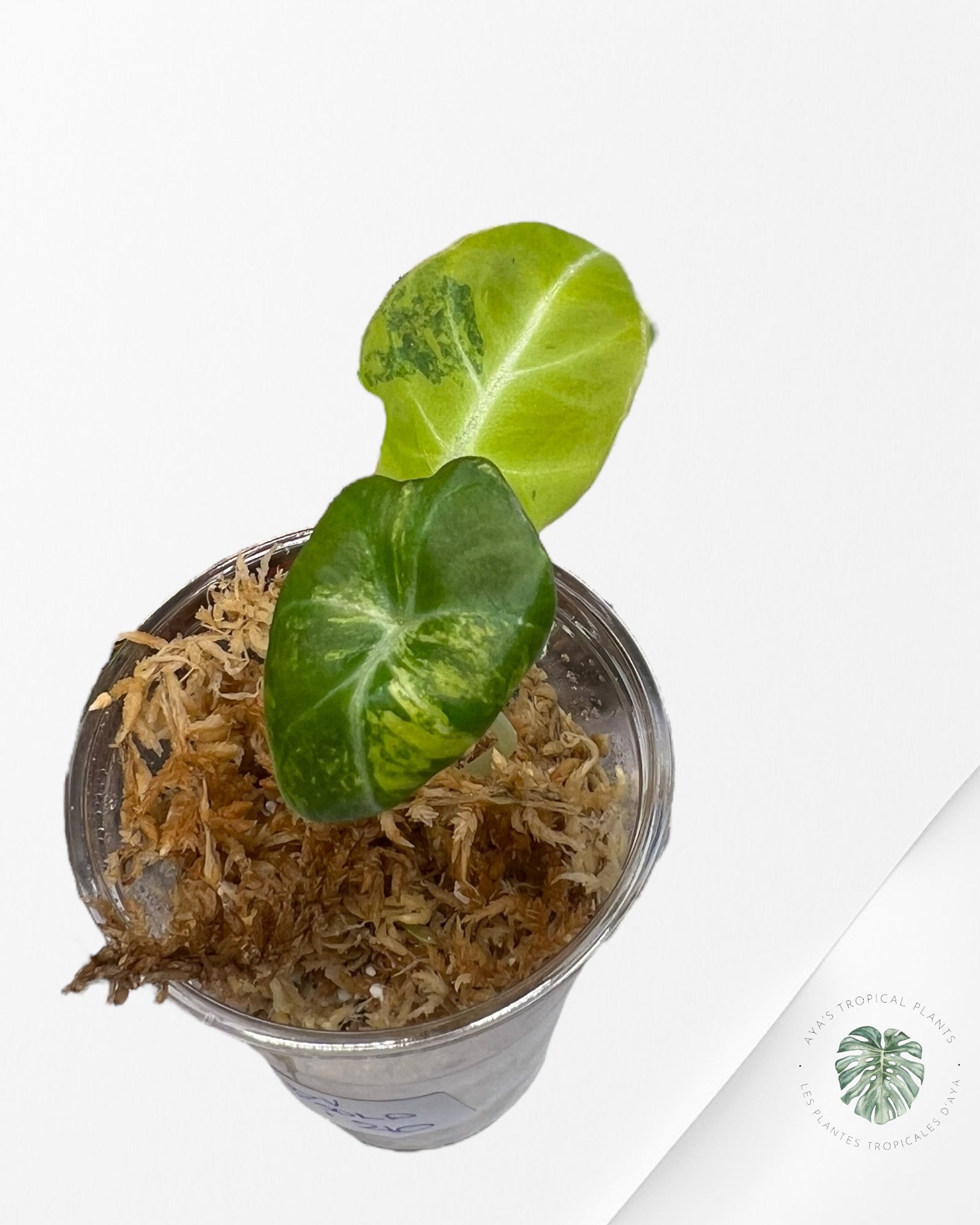 Alocasia Black Velvet Gold Variegata (Aurea) - VE