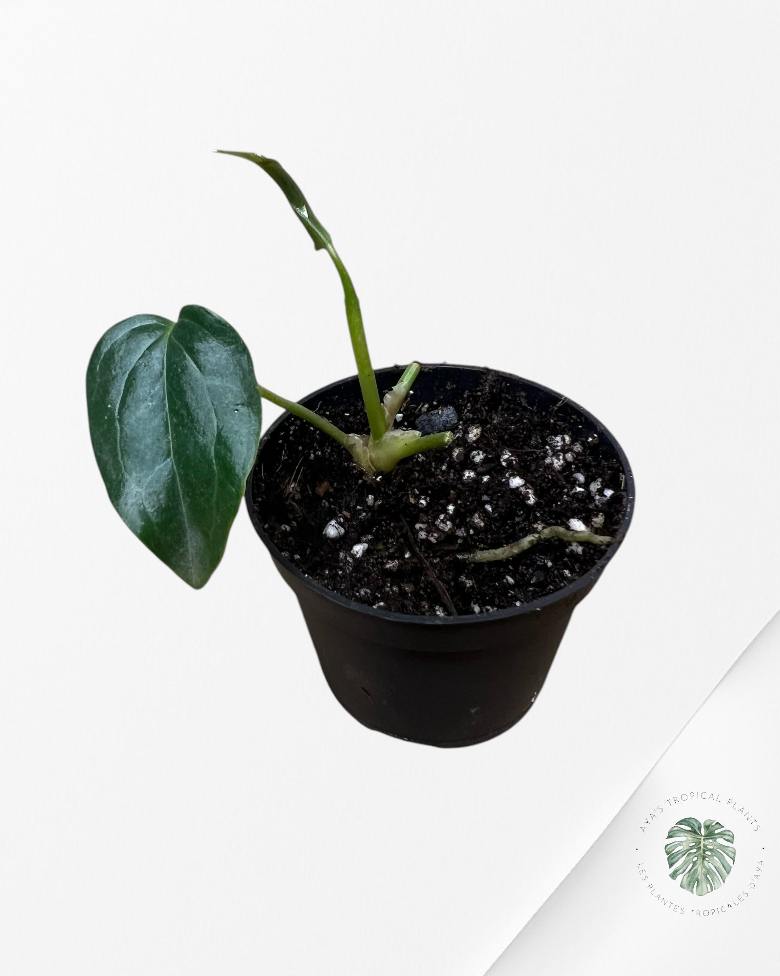 Anthurium Queen Of Hearts - V4