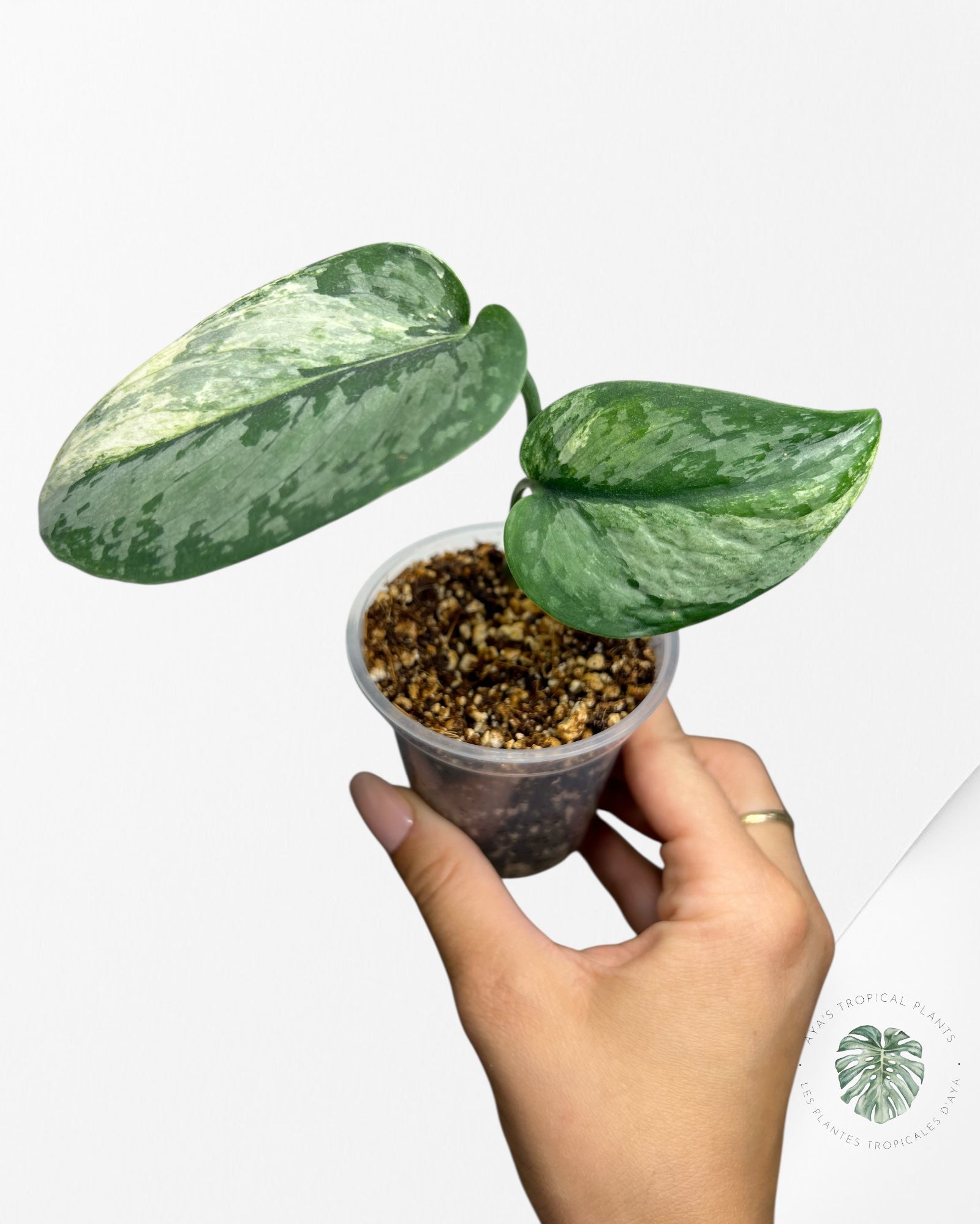 Scindapsus Exotica Tricolor - SET8