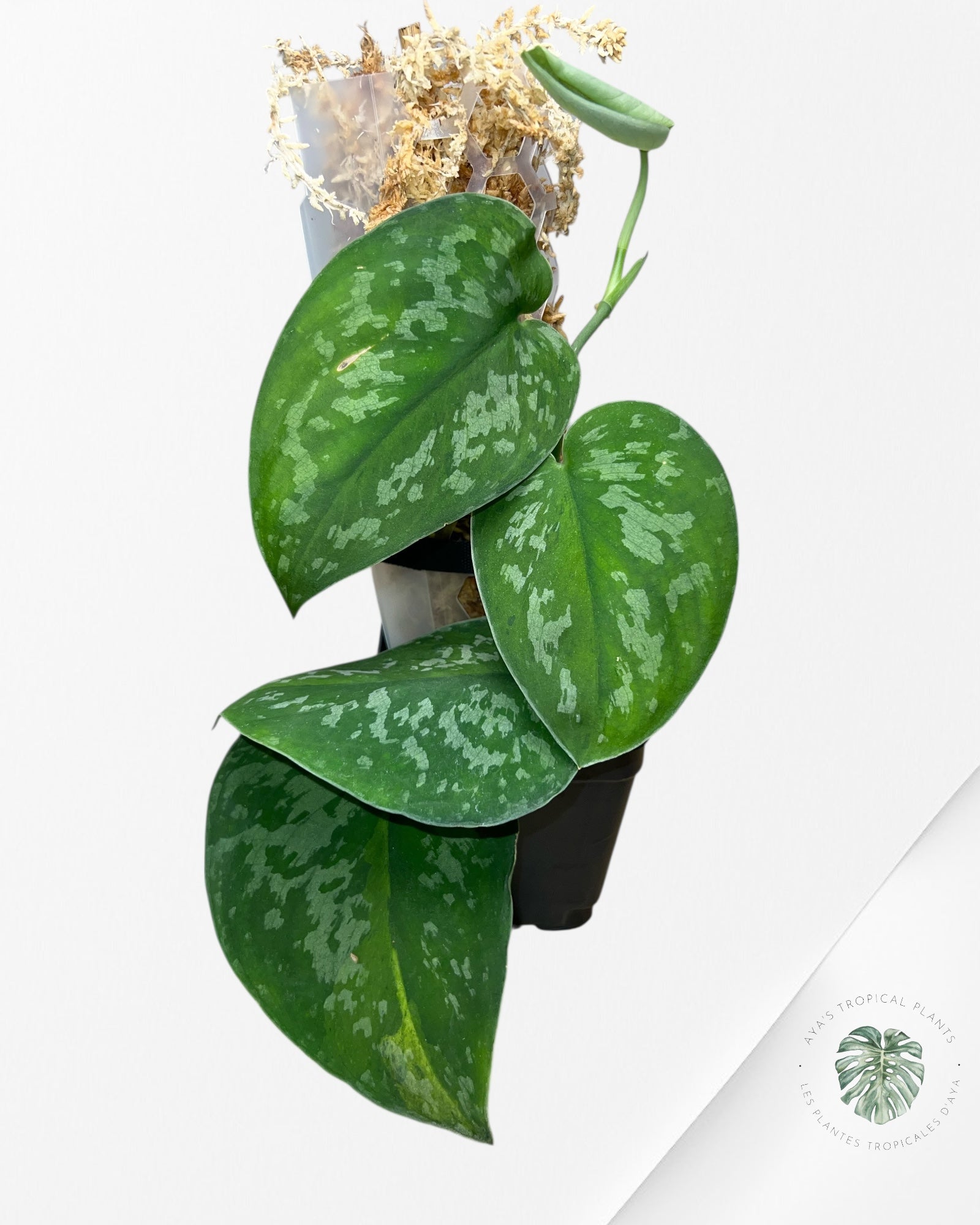 Scindapsus Kusuma-SK02