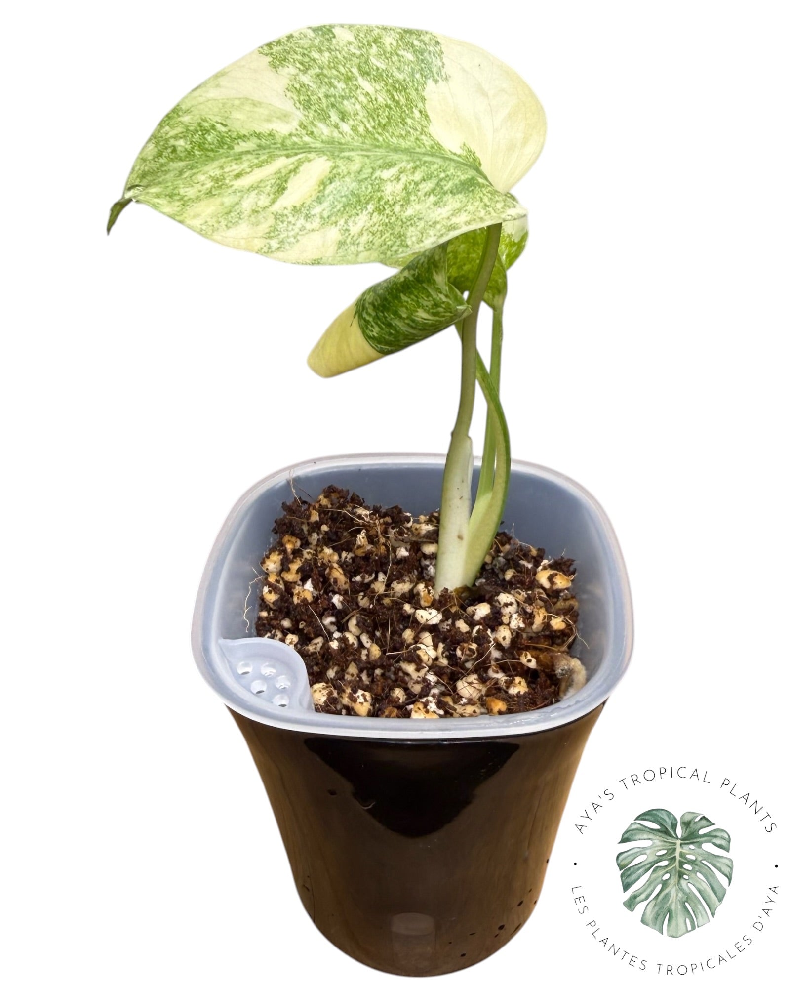 Monstera Deliciosa Legacy