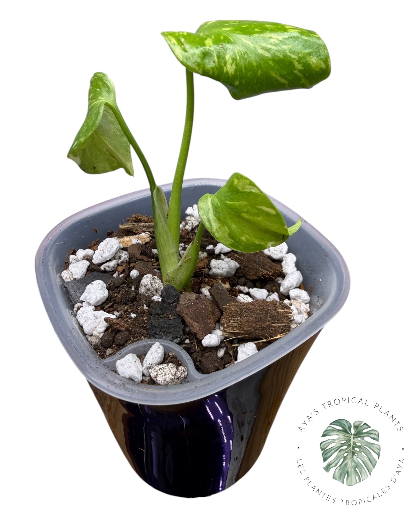 Monstera Deliciosa Électrolyte ROI