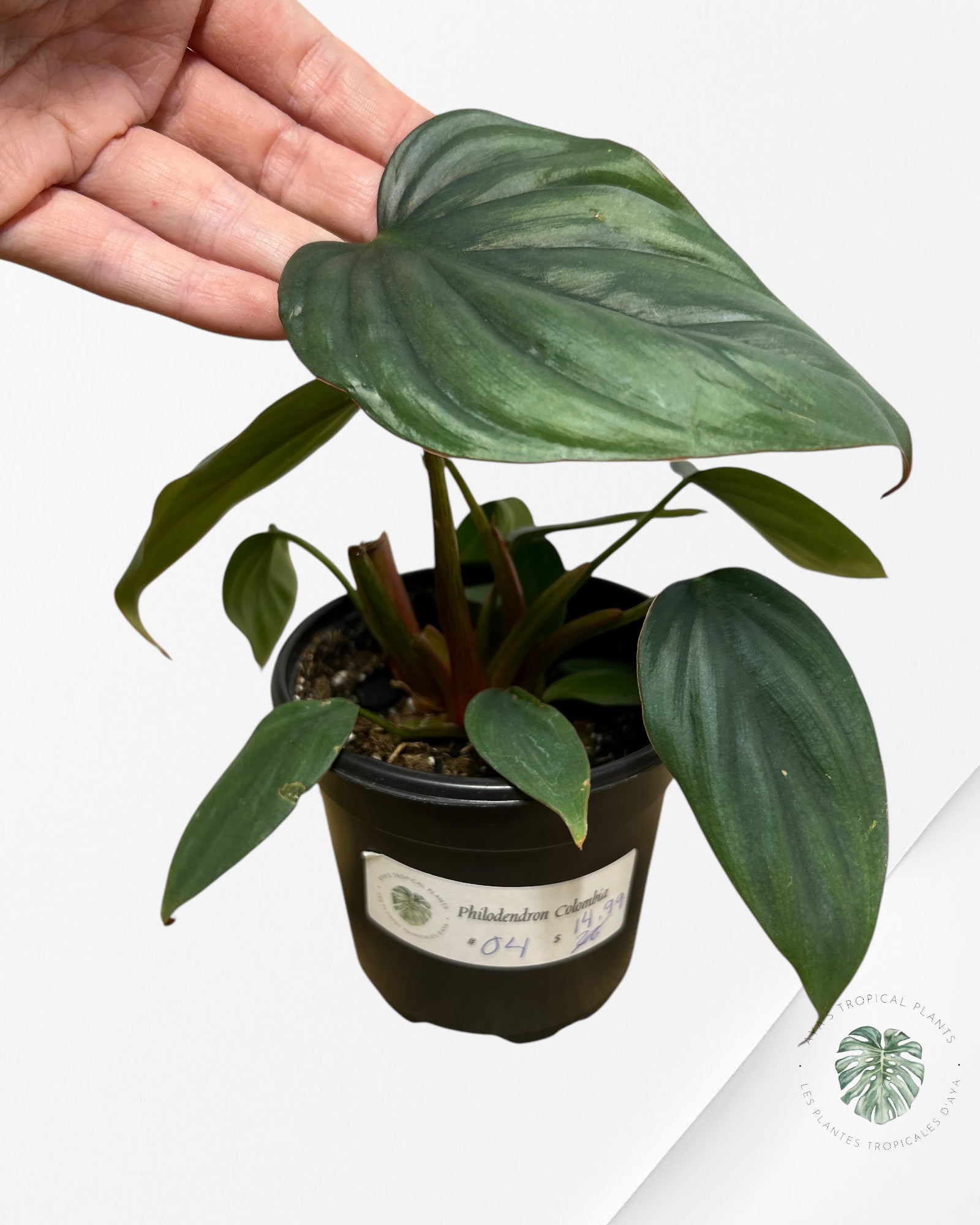 Philodendron Colombie - 04