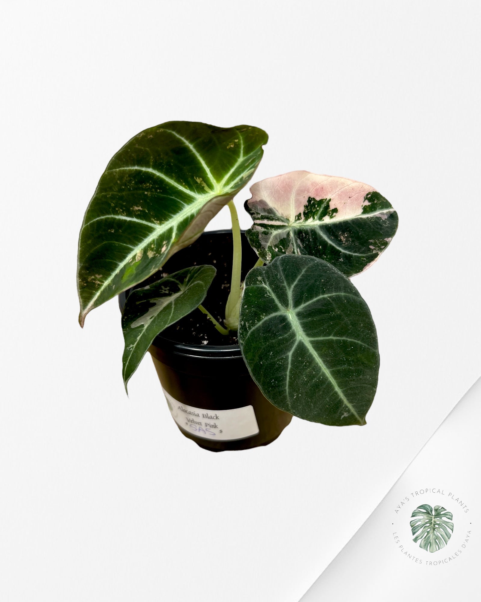 Alocasia Black Velvet Pink - SA5