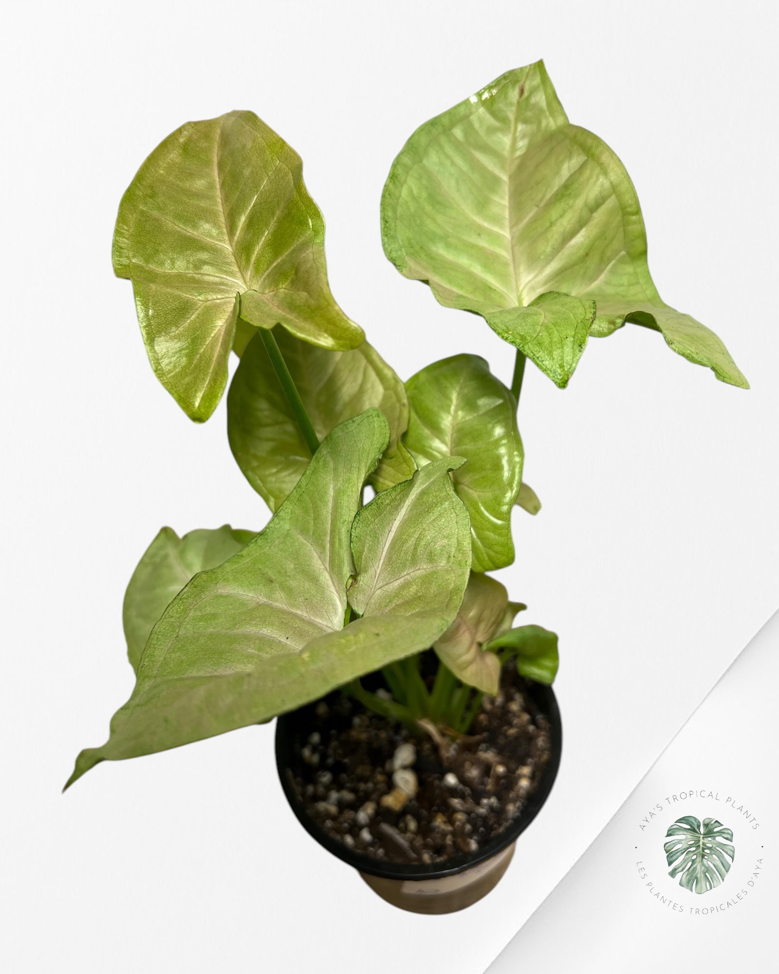 Syngonium Neon Robusta - A2