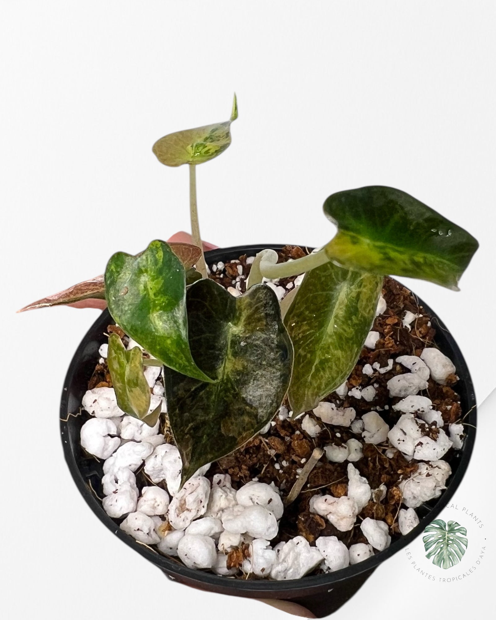 Alocasia Bambino Variegated (Aurea) - BV3