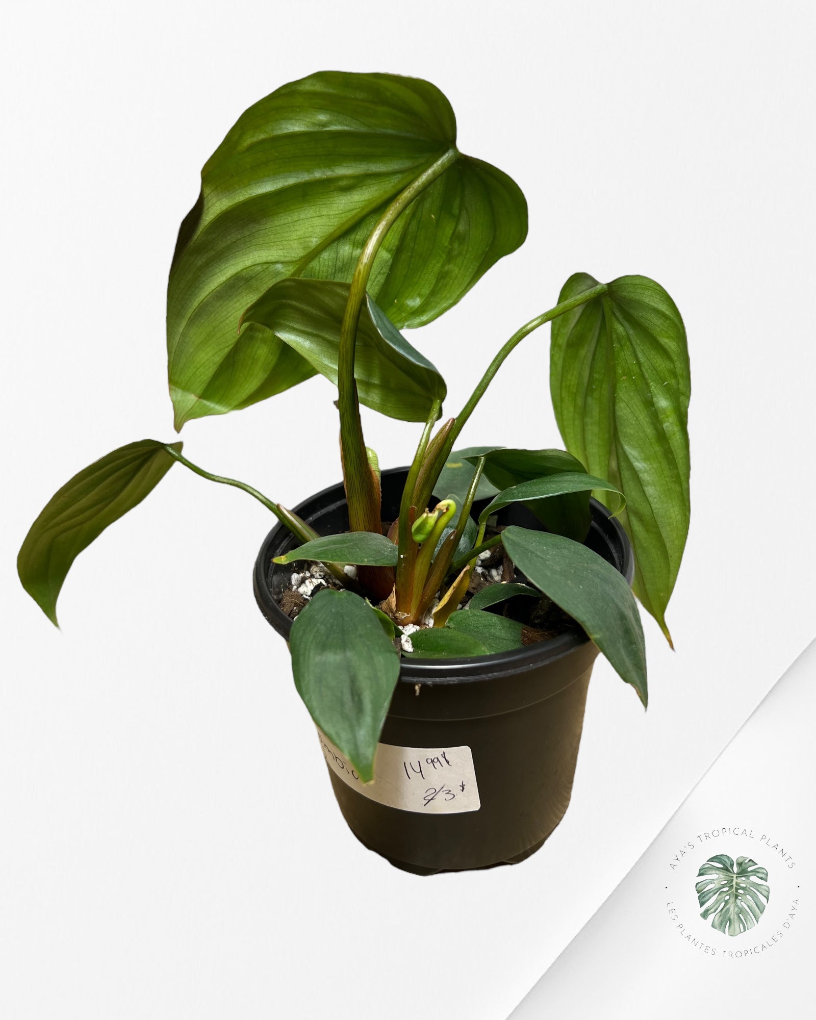 Philodendron Colombie - 02