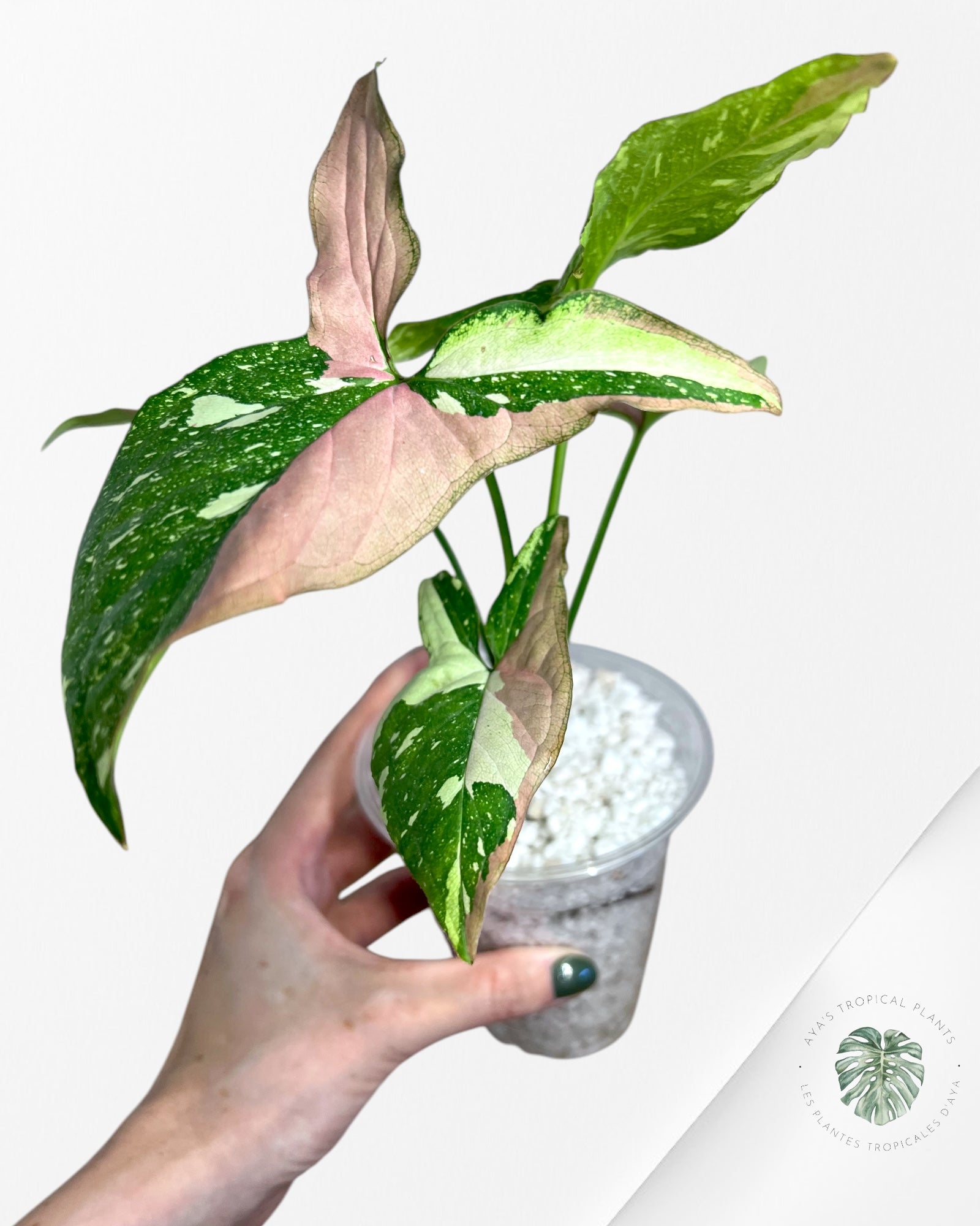 Syngonium Redspot Tricolor - ST2