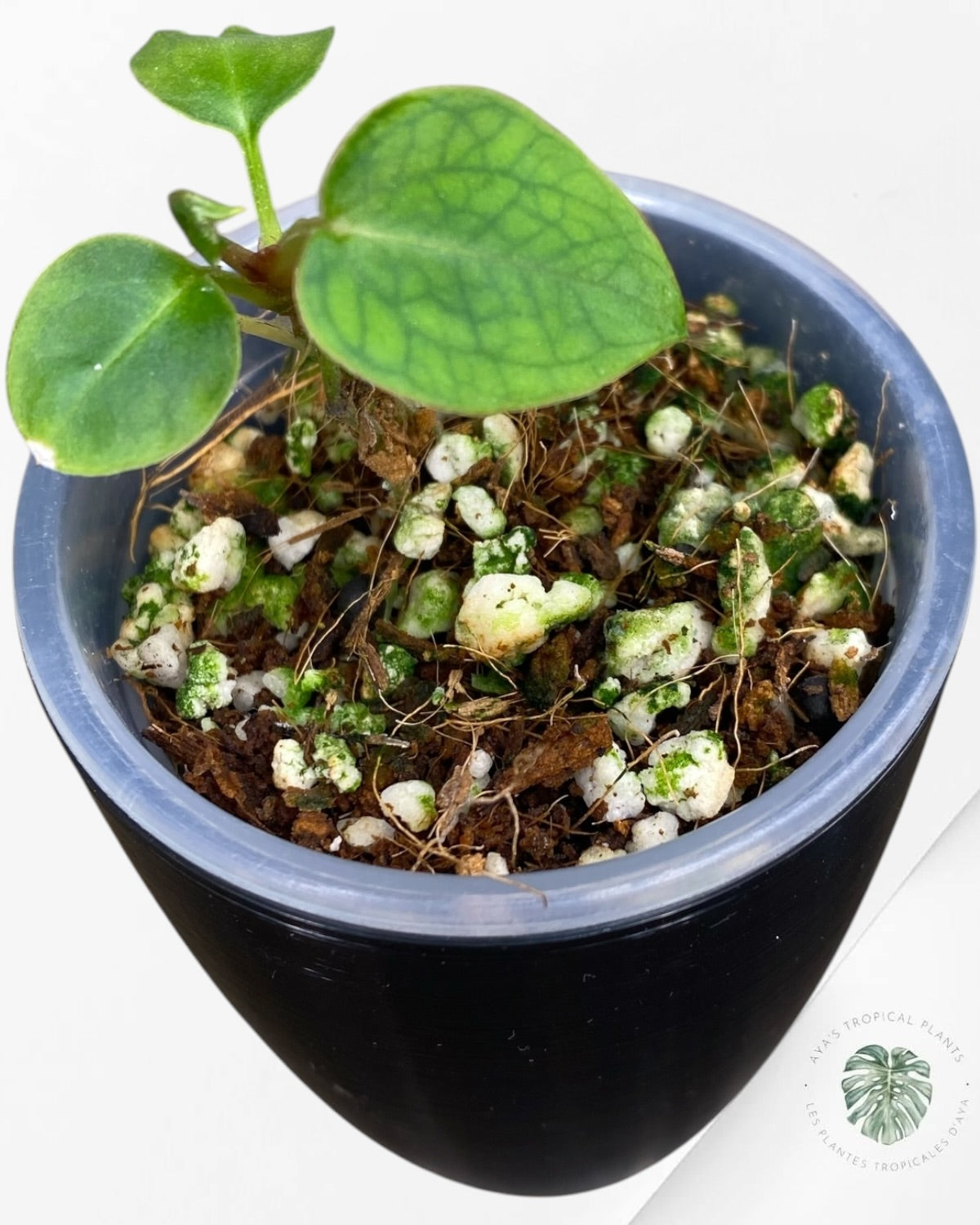 Anthurium violet cristallinum