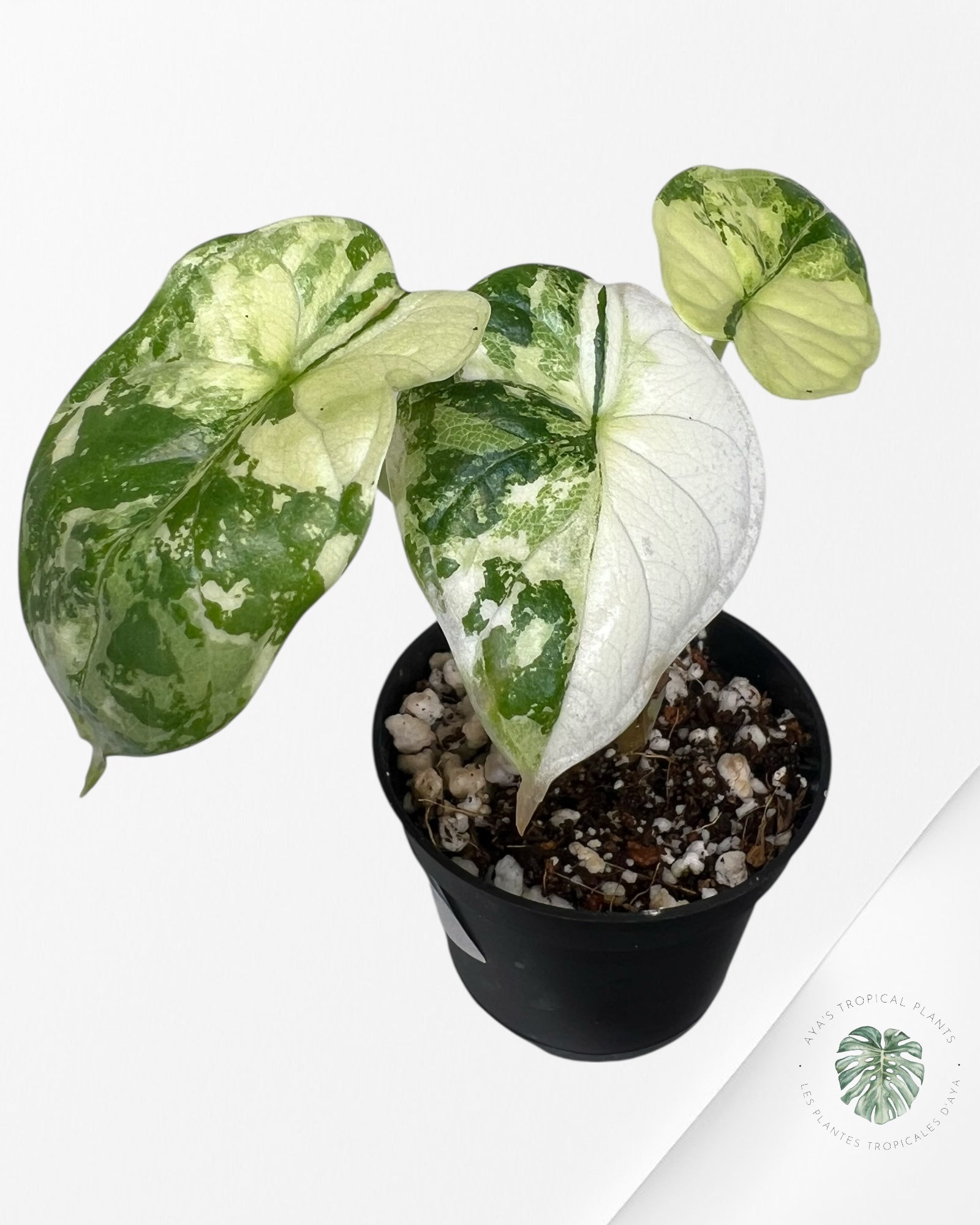 Alocasia Dragon Scale Variegated Albo ( Grade A) - TC100