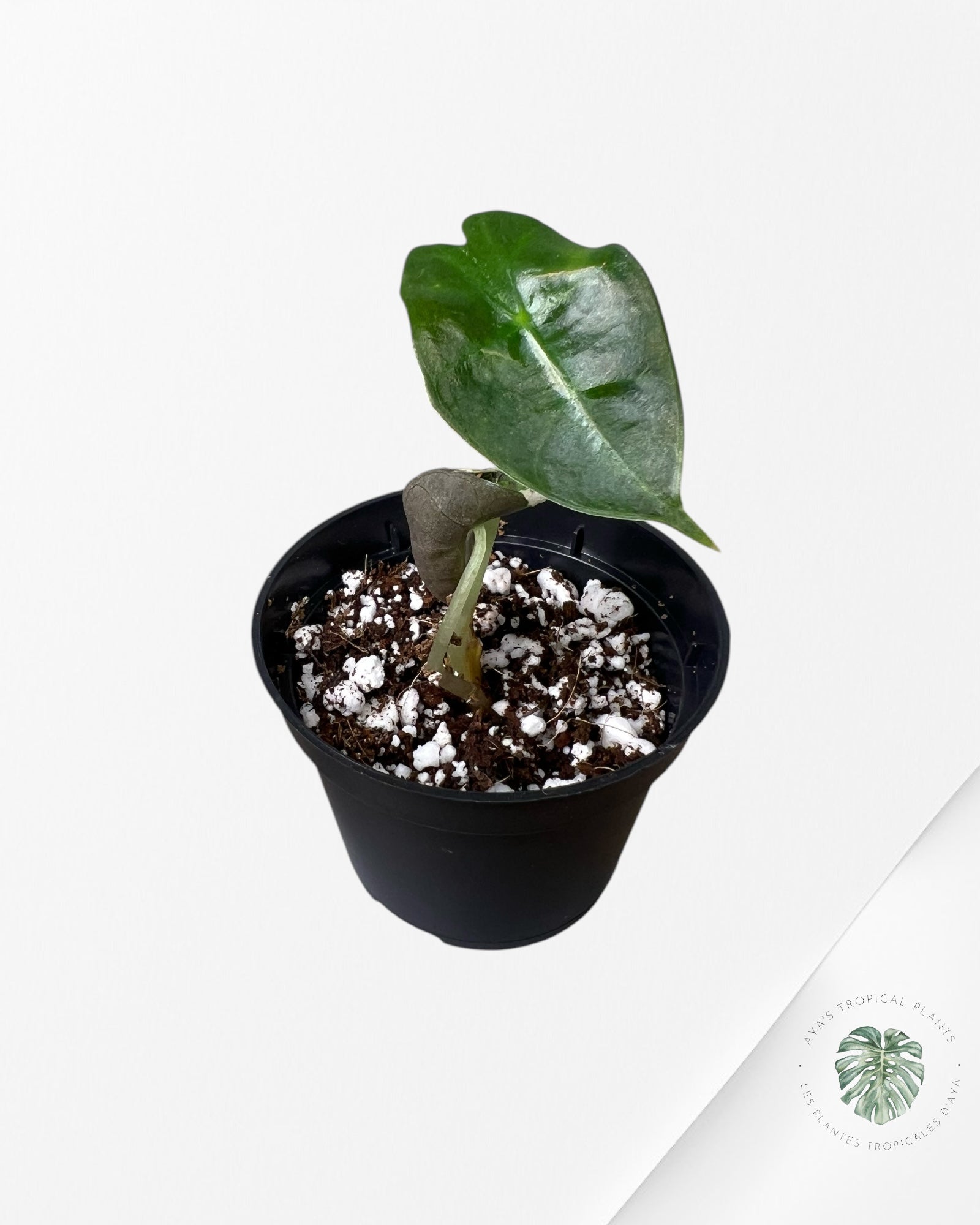 Alocasia Polly Variegata (rose de catégorie A) - T6