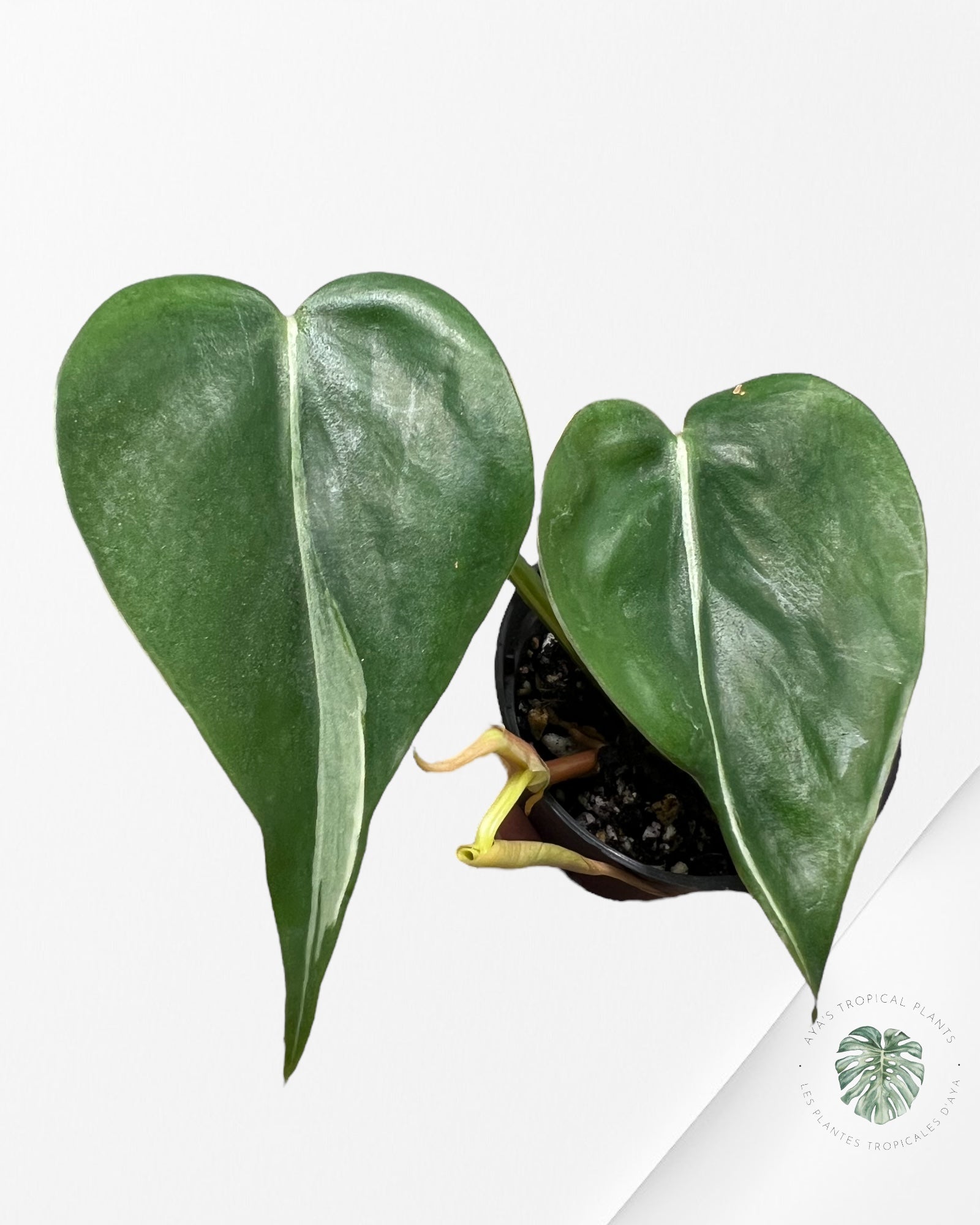 Philodendron Rio-PR1