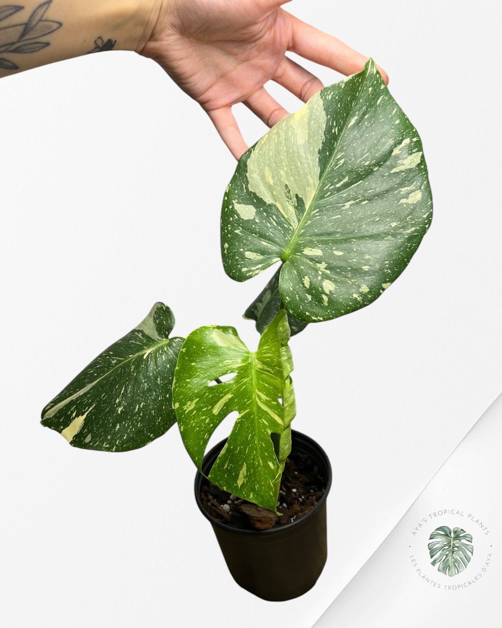 Monstera Thai Constellation-MTC4