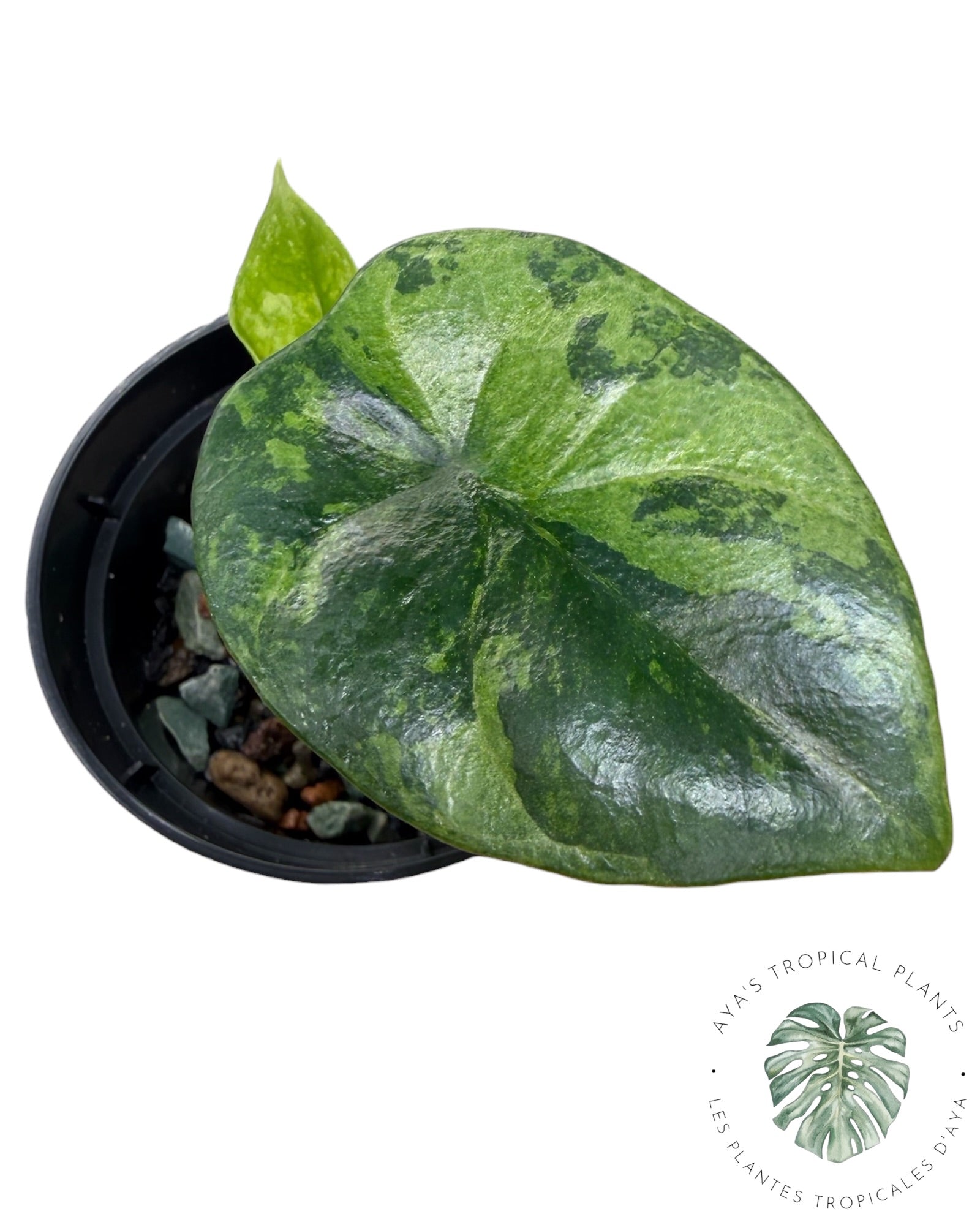 Alocasia Sinuata Aurea Variegated
