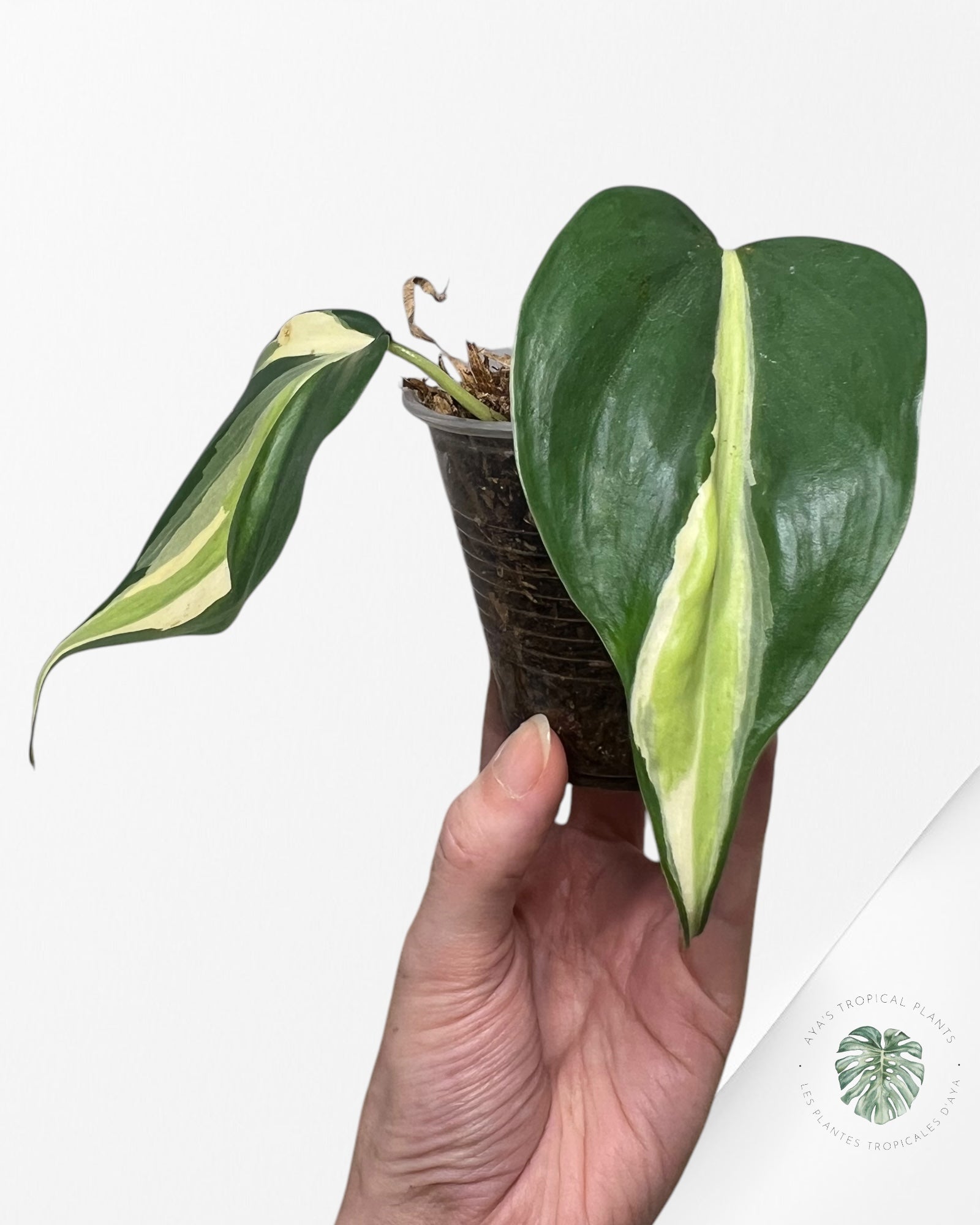 Crème éclaboussée au philodendron -PCS2