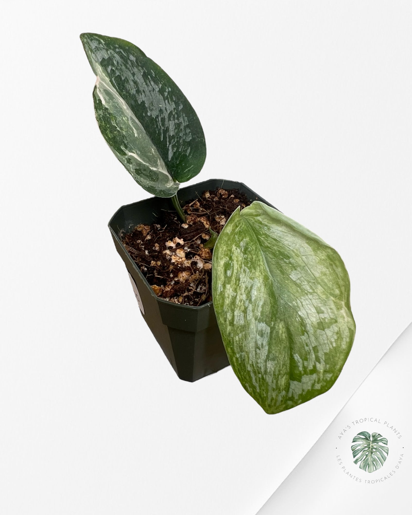 Scindapsus Radjatapura - DI5