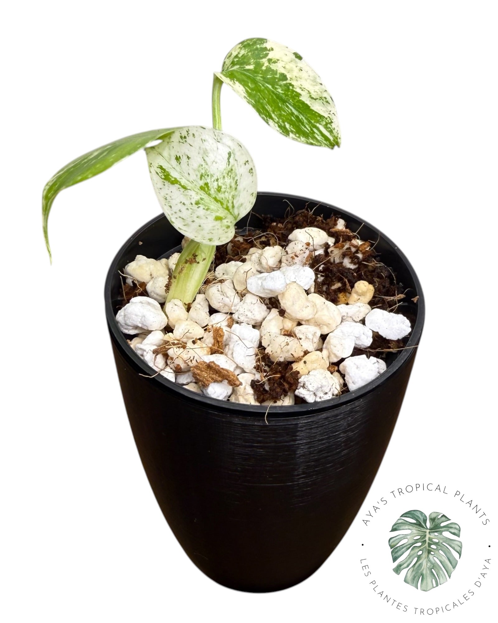 Monstera Deliciosa “Starlight”