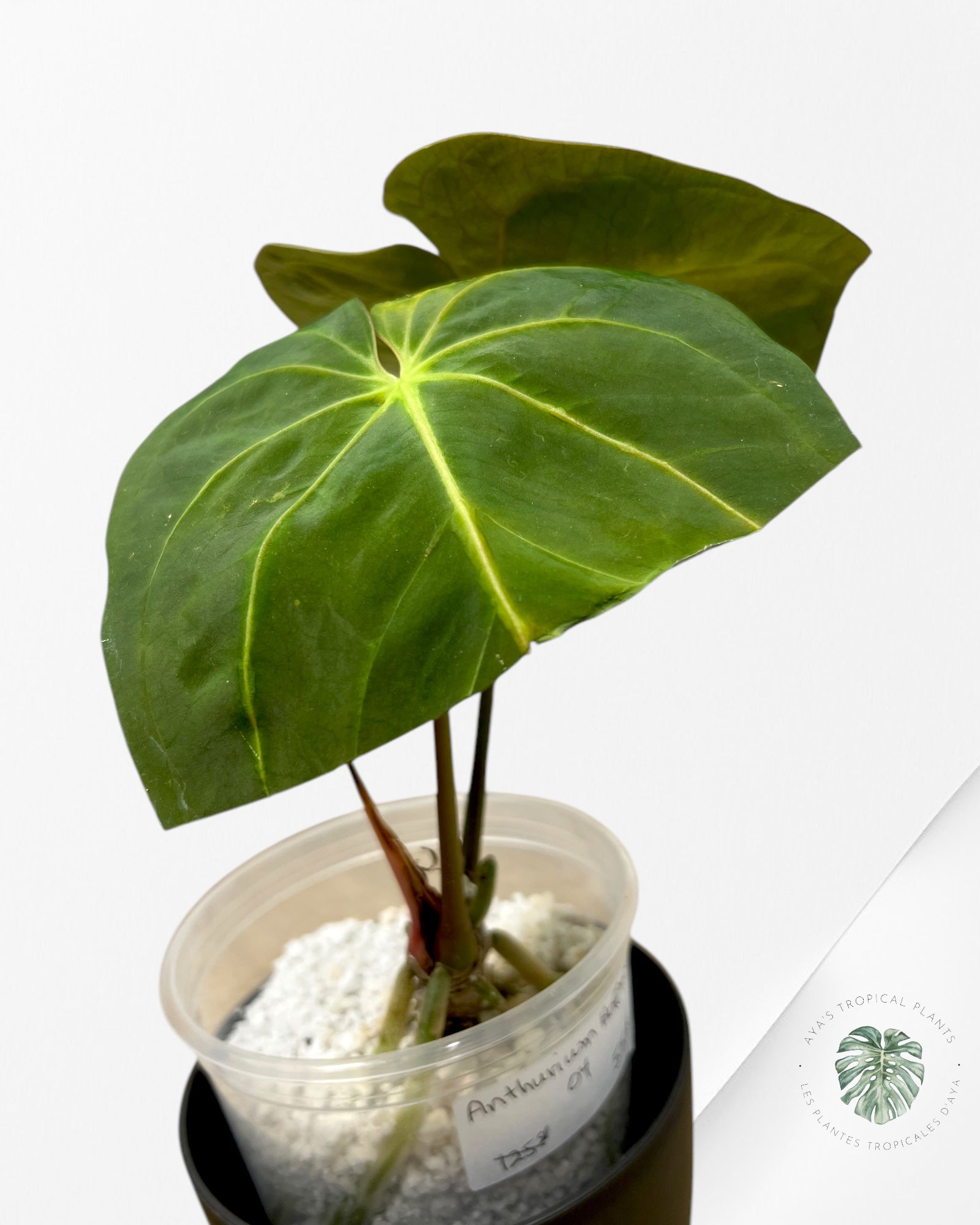 Anthurium Hoffmanii-04