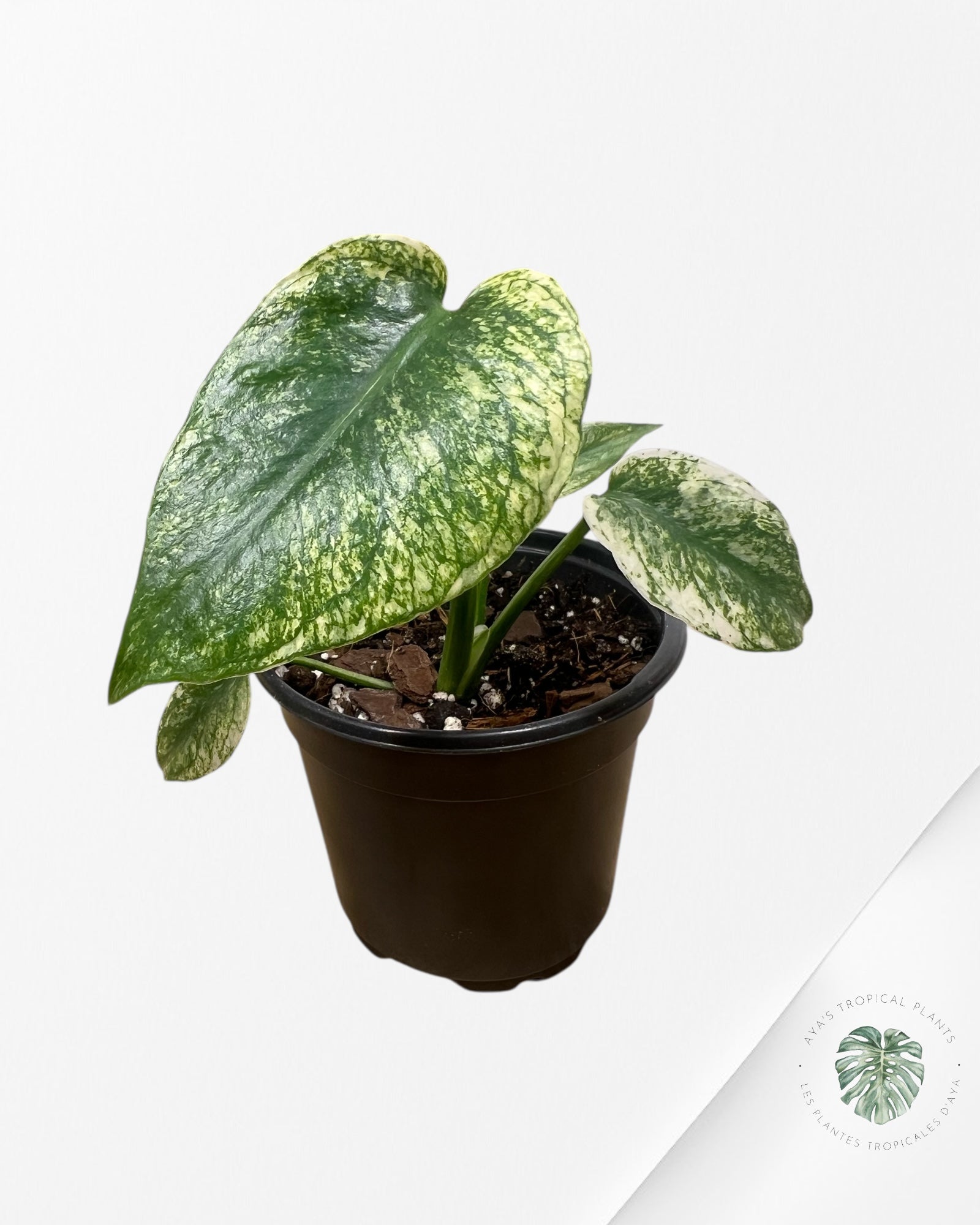 Monstera Deliciosa Mint - MA7