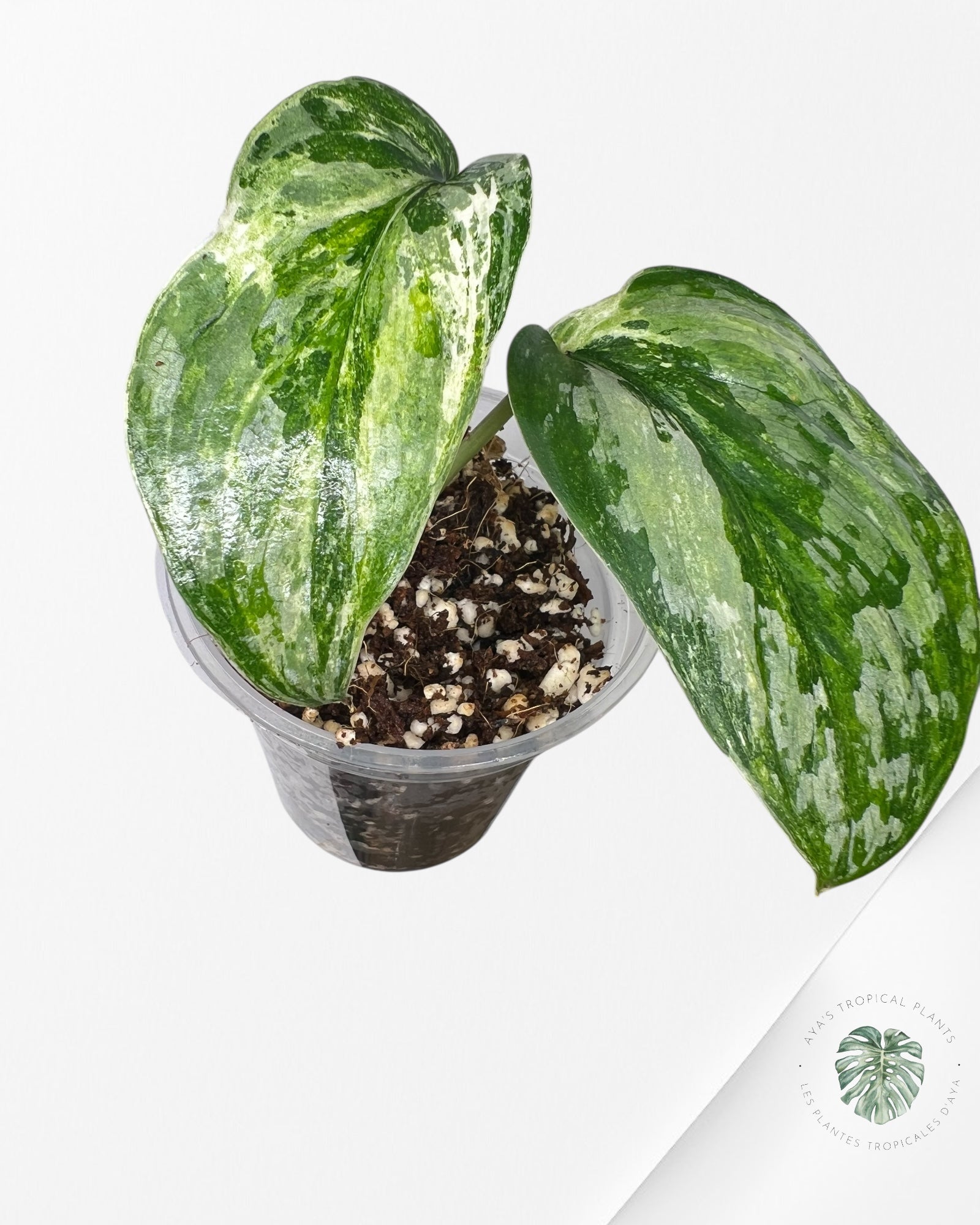 Scindapsus Exotica Tricolore - SET1